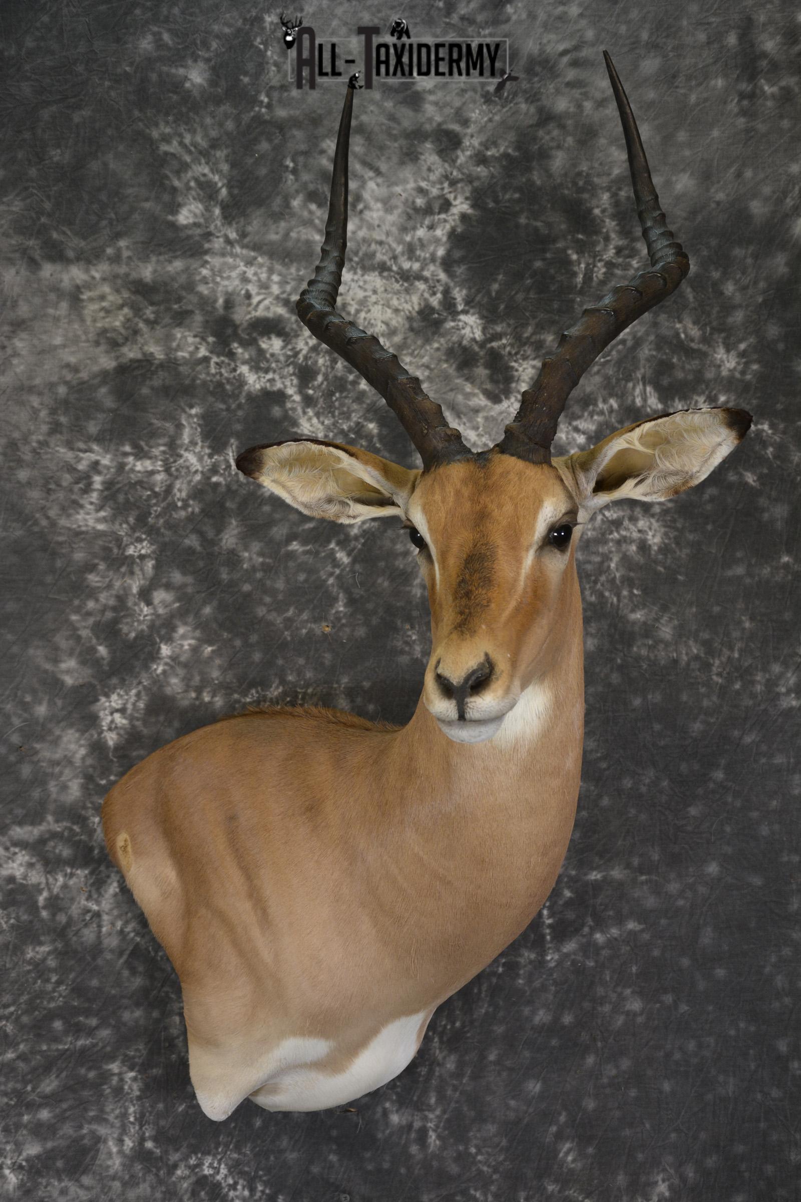 African Impala taxidermy shoulder wall pedestal mount for sale * SKU 2059