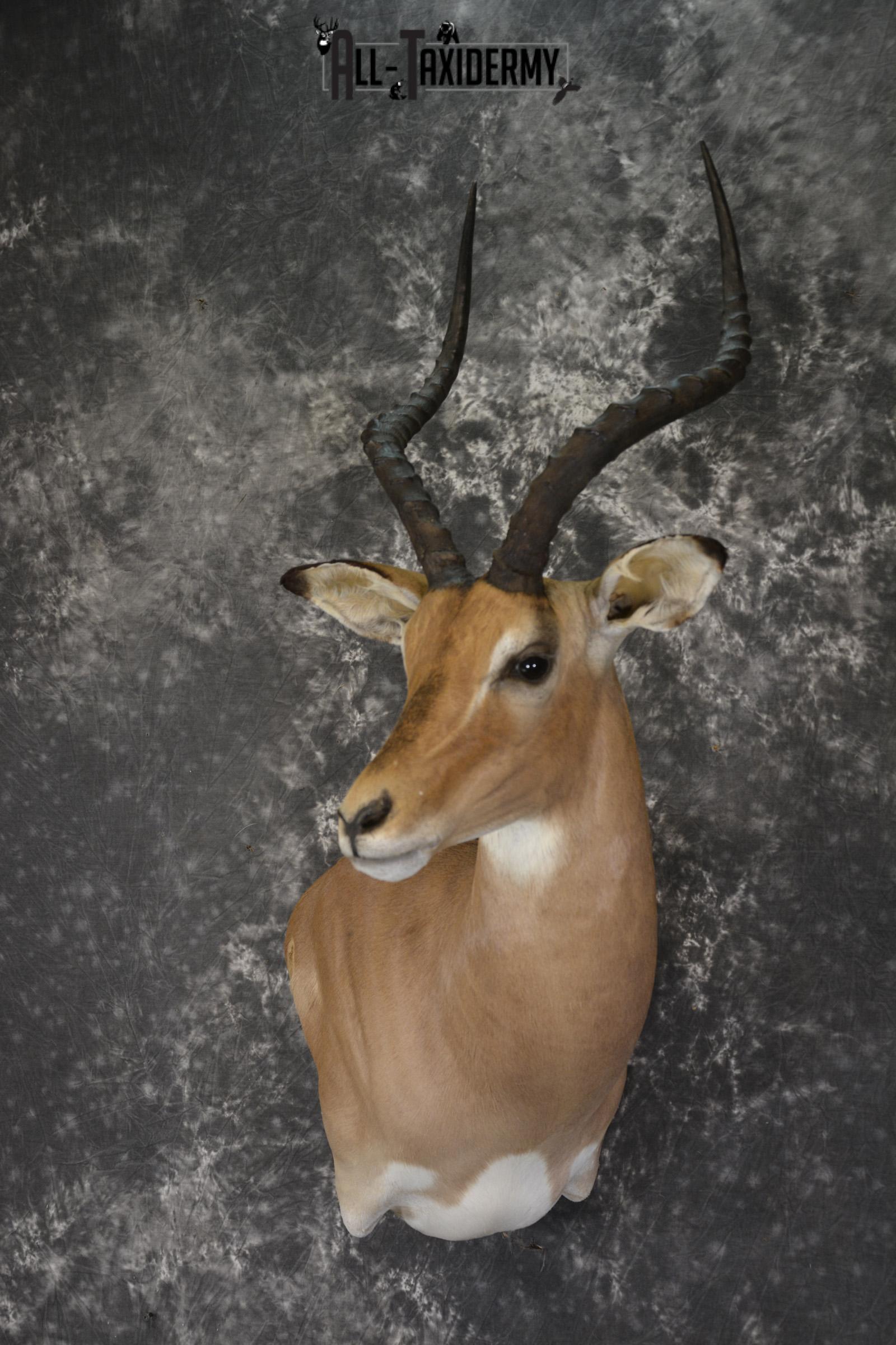 African Impala taxidermy shoulder wall pedestal mount for sale * SKU 2059 - Image 8