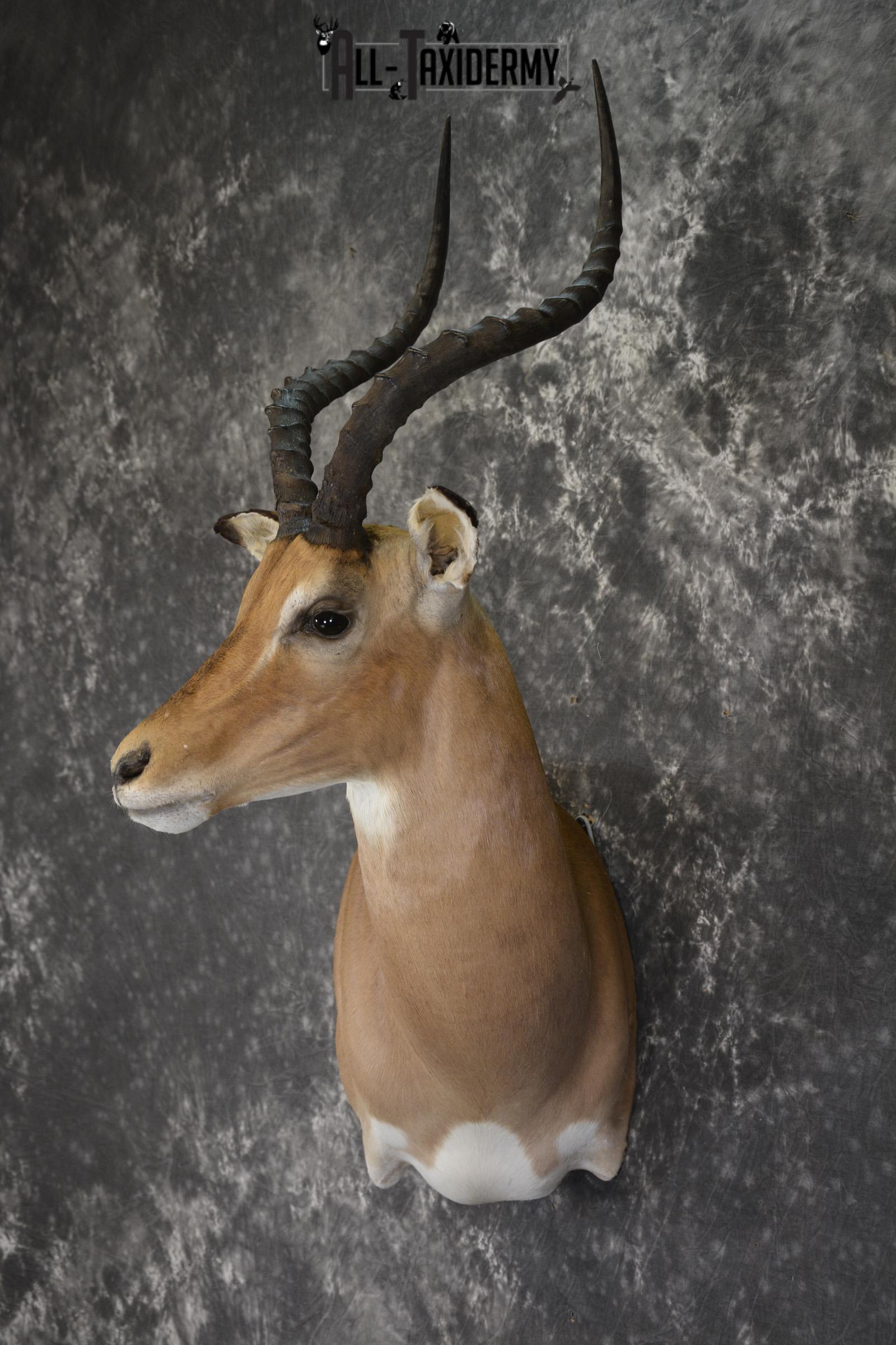 African Impala taxidermy shoulder wall pedestal mount for sale * SKU 2059 - Image 7