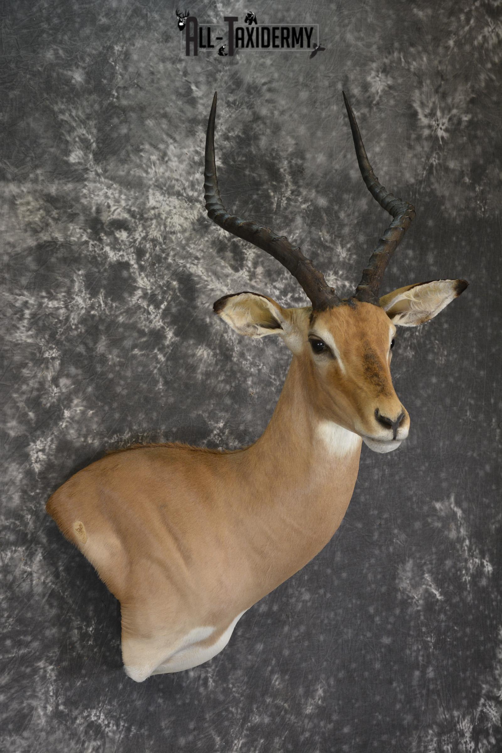 African Impala taxidermy shoulder wall pedestal mount for sale * SKU 2059 - Image 6