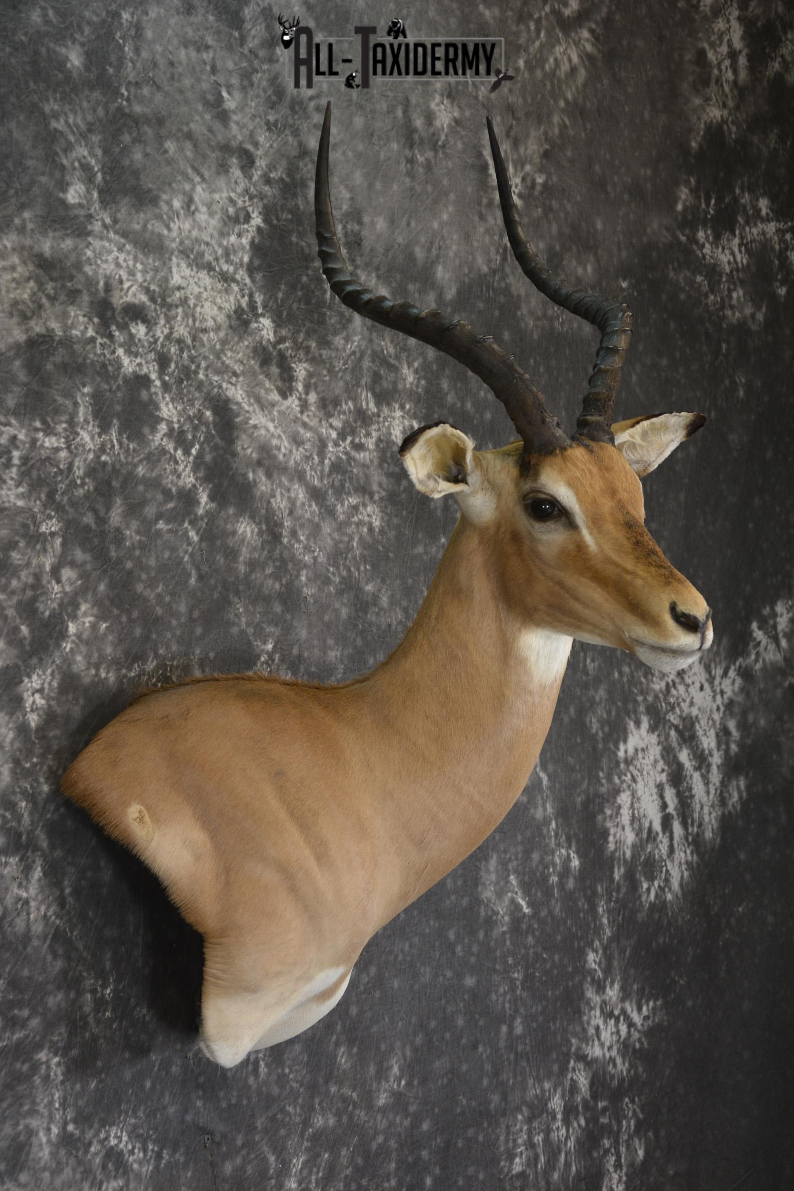African Impala taxidermy shoulder wall pedestal mount for sale * SKU 2059 - Image 5