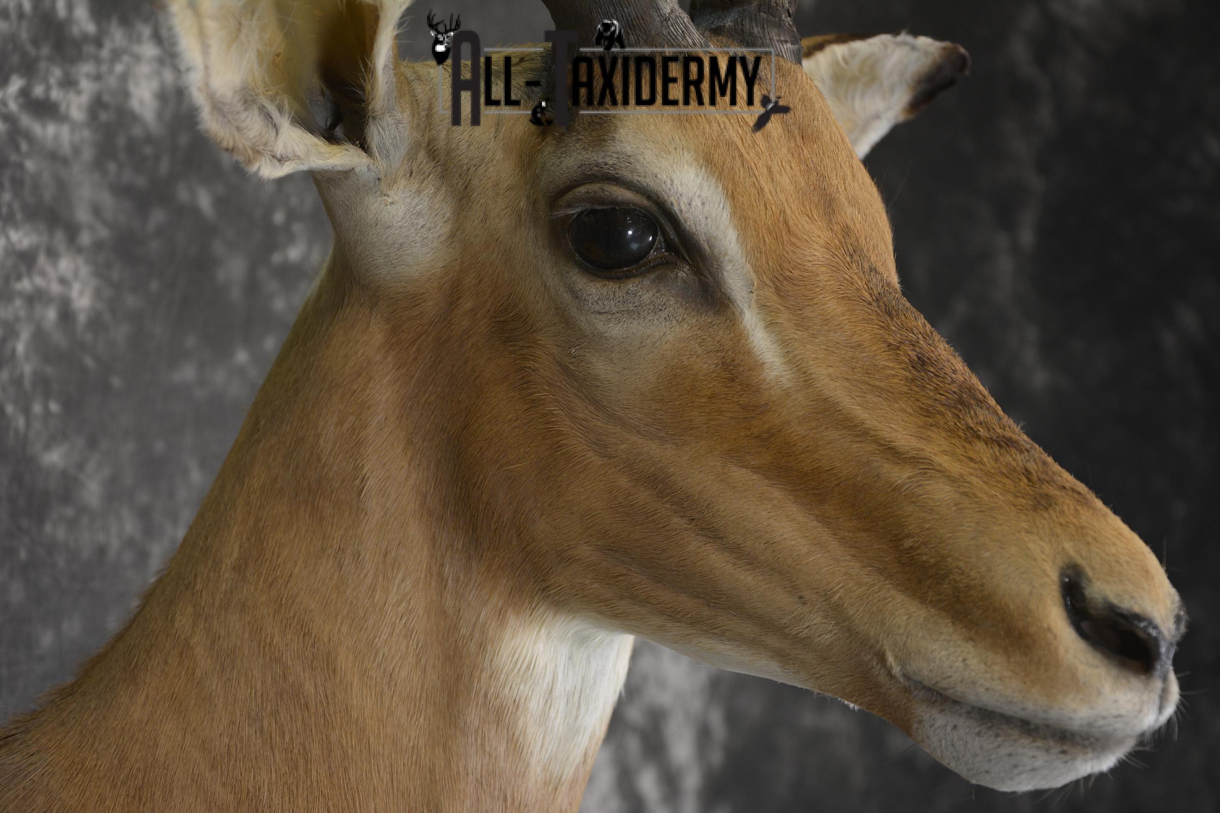 African Impala taxidermy shoulder wall pedestal mount for sale * SKU 2059 - Image 4