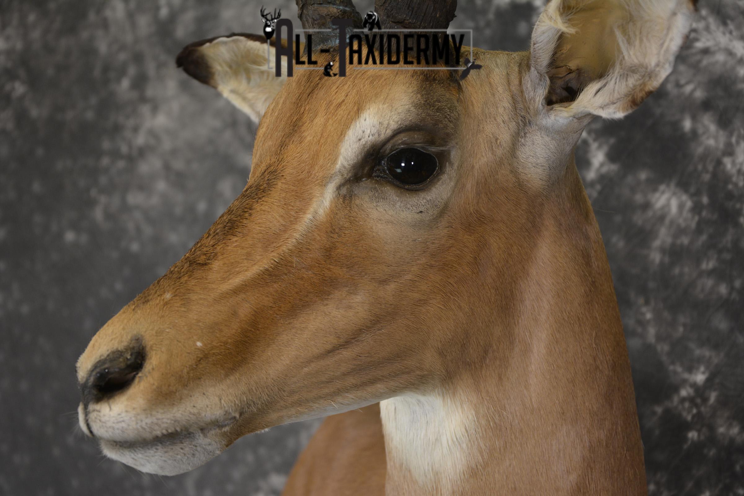 African Impala taxidermy shoulder wall pedestal mount for sale * SKU 2059 - Image 3