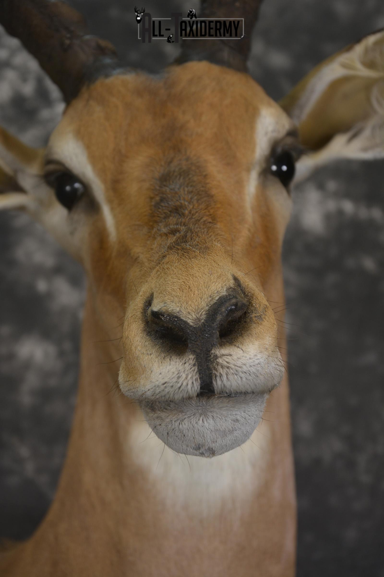 African Impala taxidermy shoulder wall pedestal mount for sale * SKU 2059 - Image 2