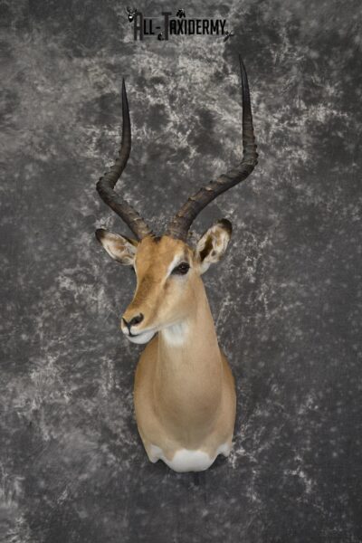 African Impala taxidermy shoulder mount for sale * SKU 2058