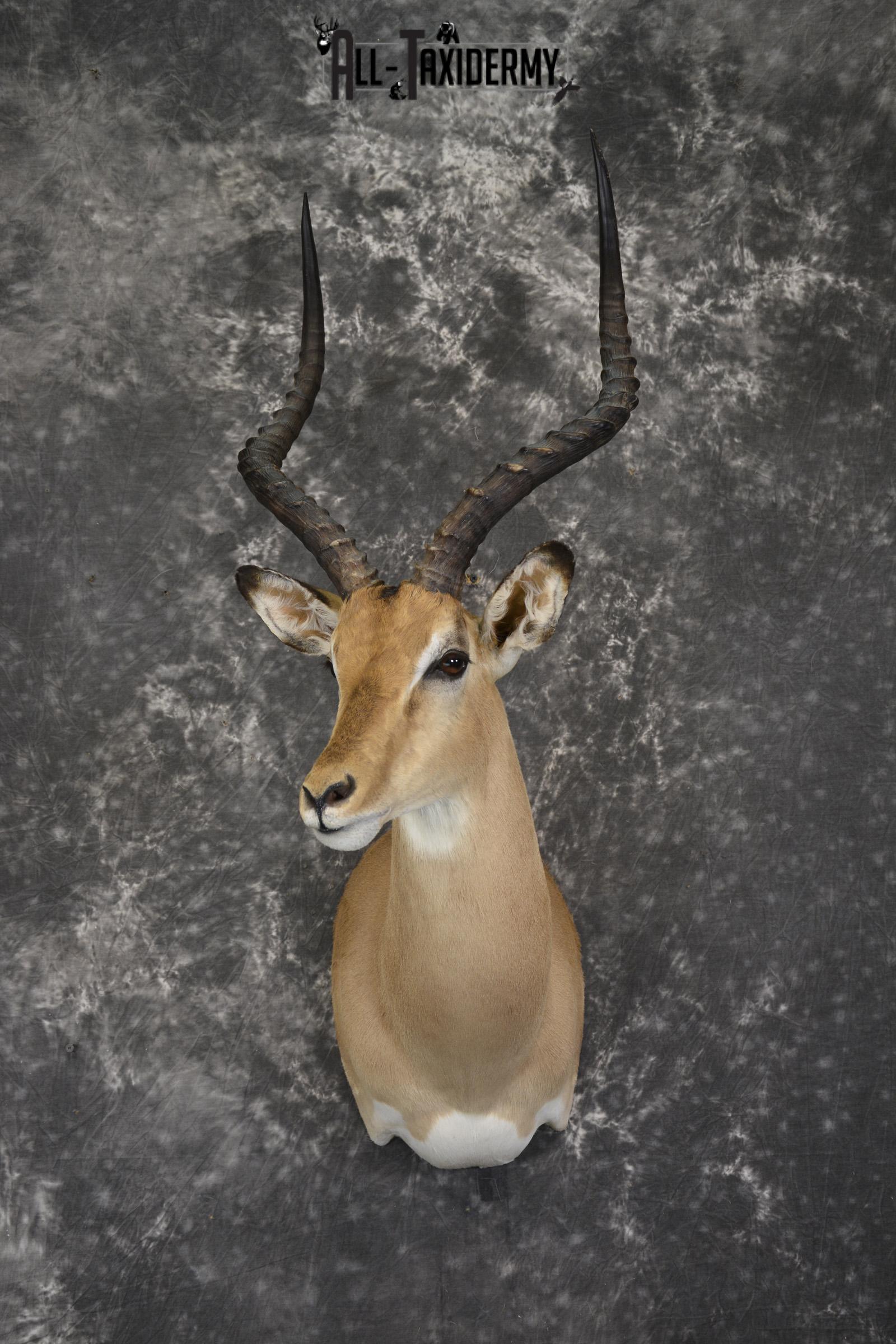 African Impala taxidermy shoulder mount for sale * SKU 2058