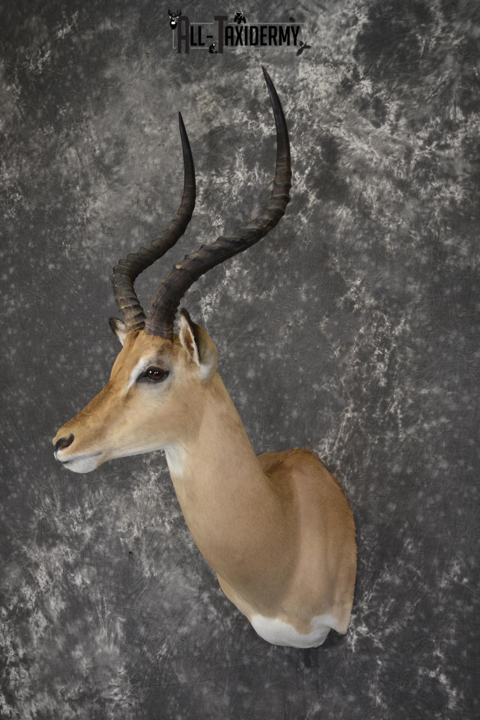 African Impala taxidermy shoulder mount for sale * SKU 2058 - Image 8