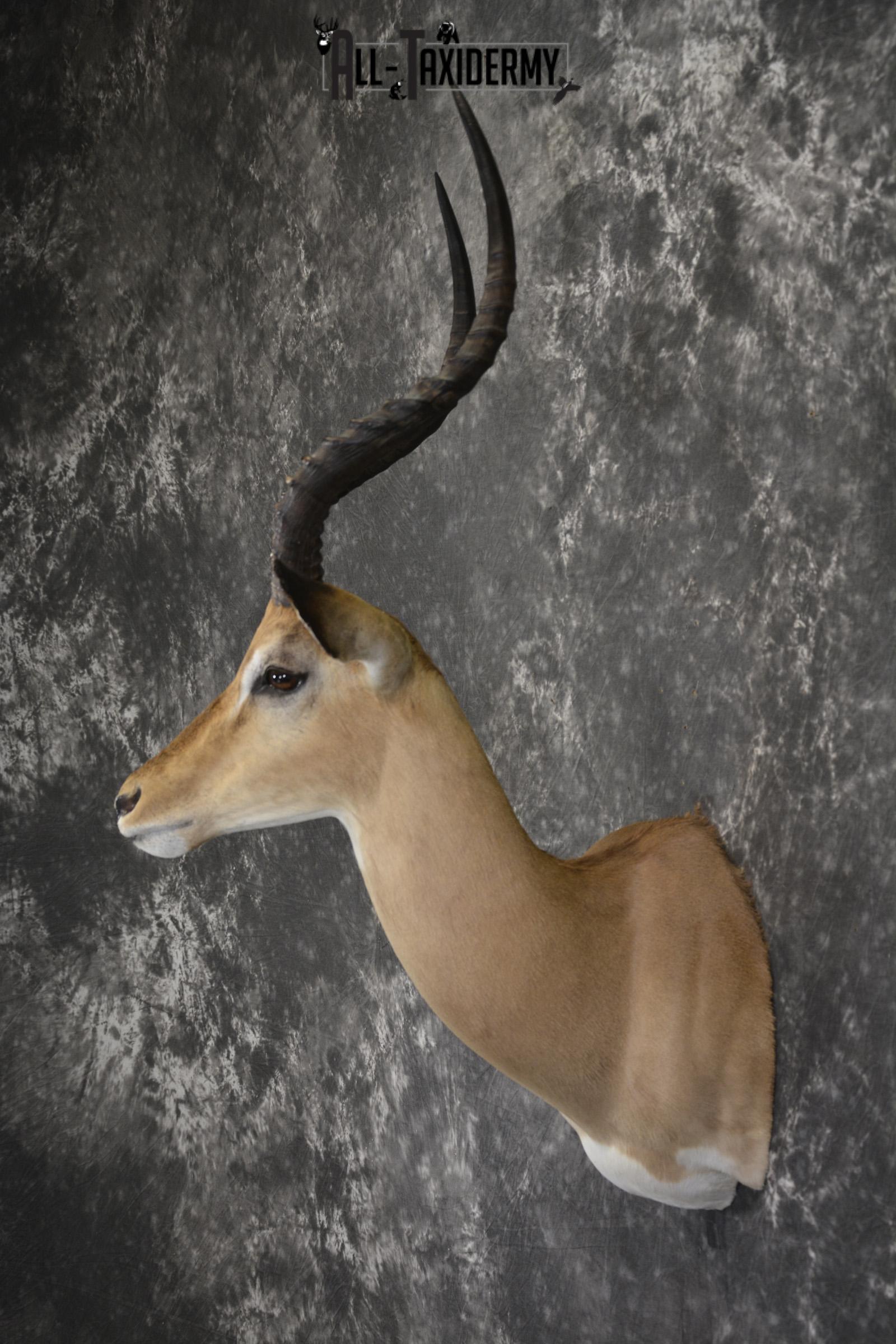 African Impala taxidermy shoulder mount for sale * SKU 2058 - Image 7