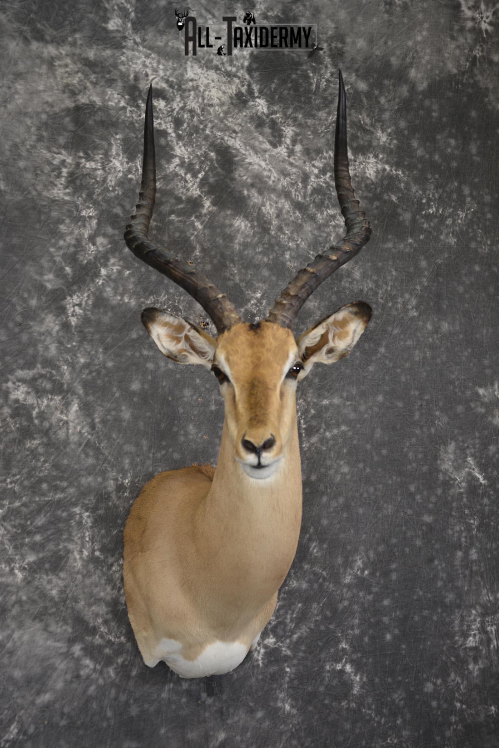 African Impala taxidermy shoulder mount for sale * SKU 2058 - Image 6