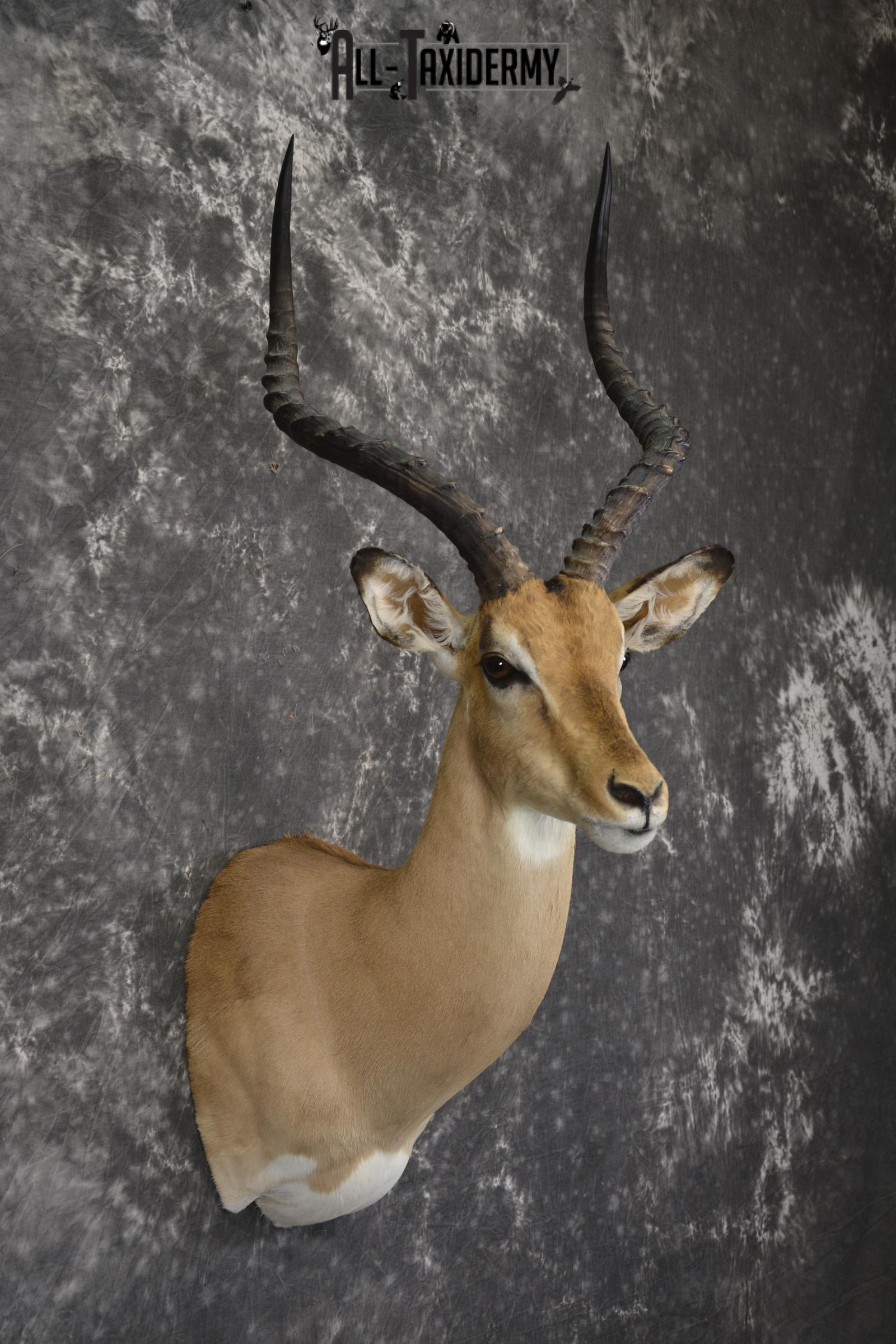 African Impala taxidermy shoulder mount for sale * SKU 2058 - Image 5