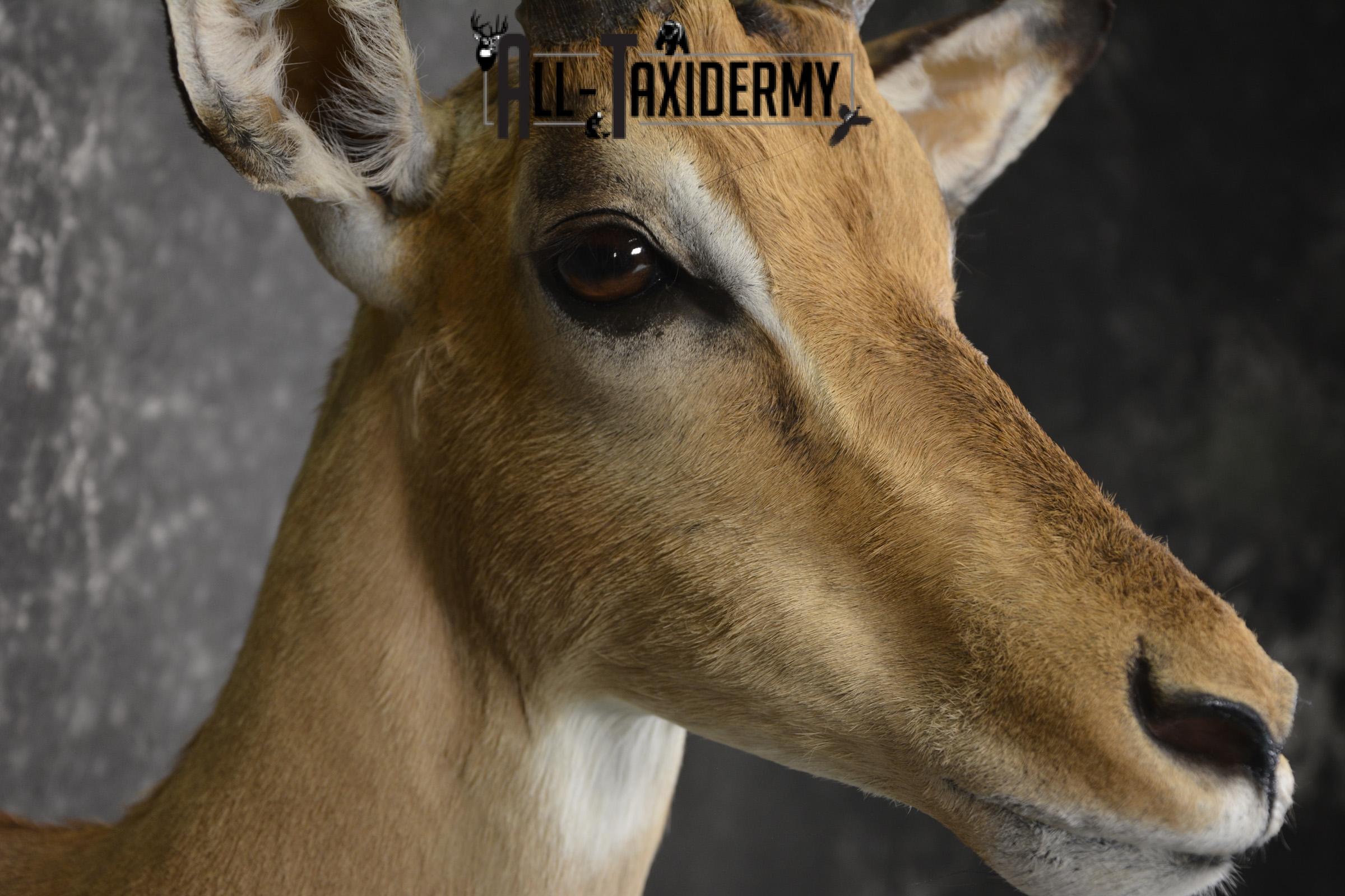 African Impala taxidermy shoulder mount for sale * SKU 2058 - Image 4