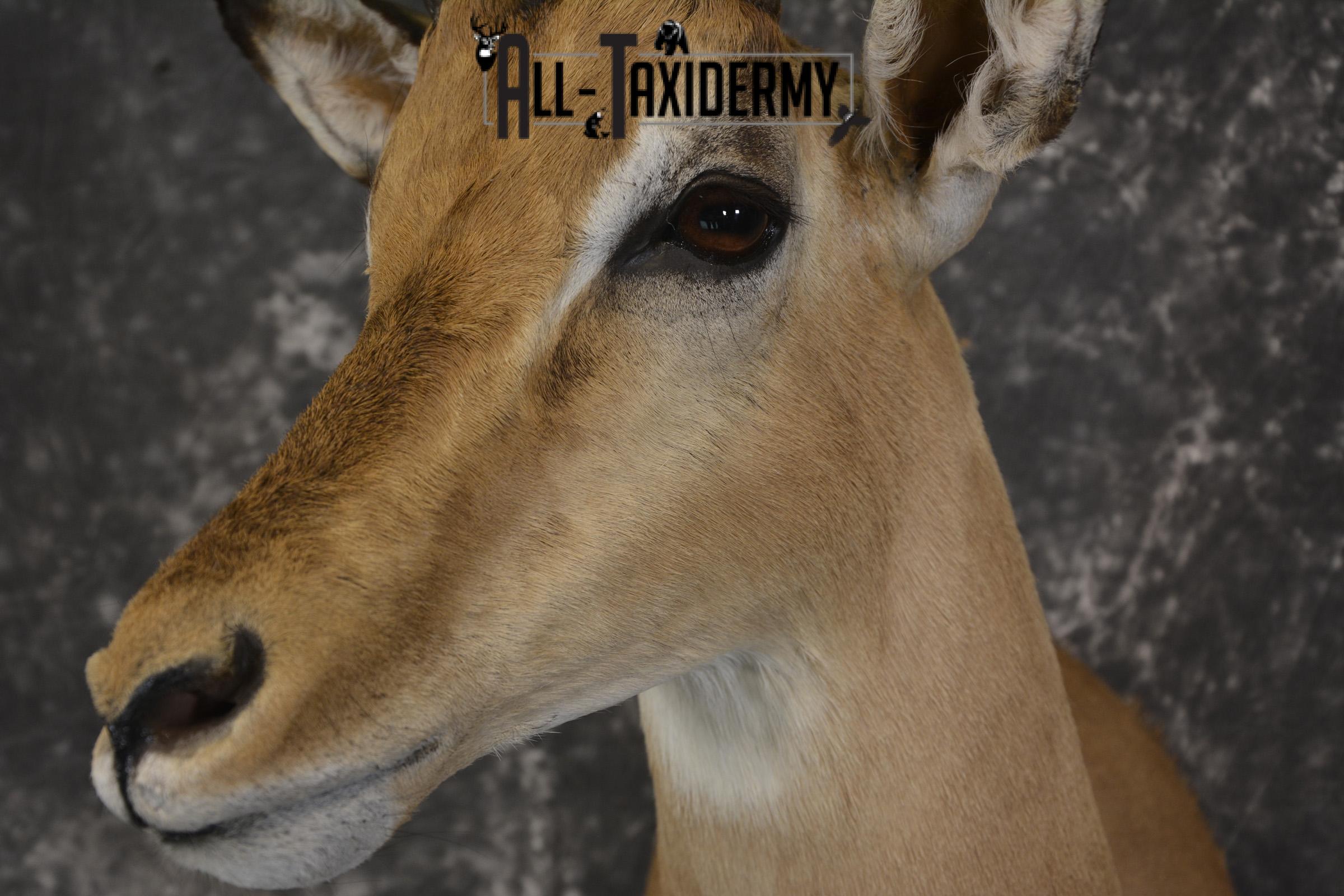 African Impala taxidermy shoulder mount for sale * SKU 2058 - Image 3