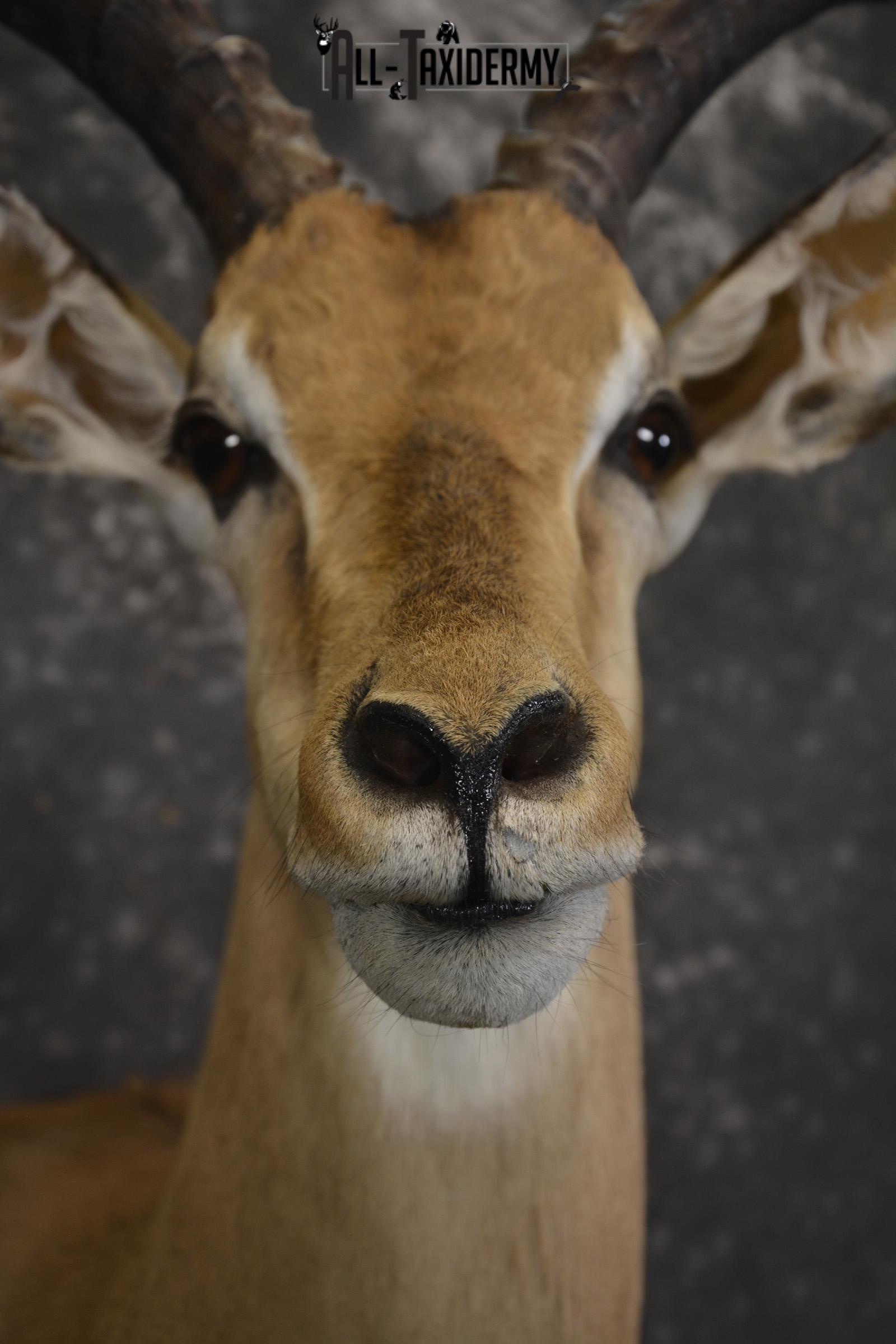 African Impala taxidermy shoulder mount for sale * SKU 2058 - Image 2