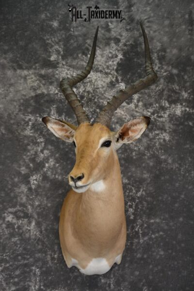 African Impala taxidermy shoulder mount for sale * SKU 2057