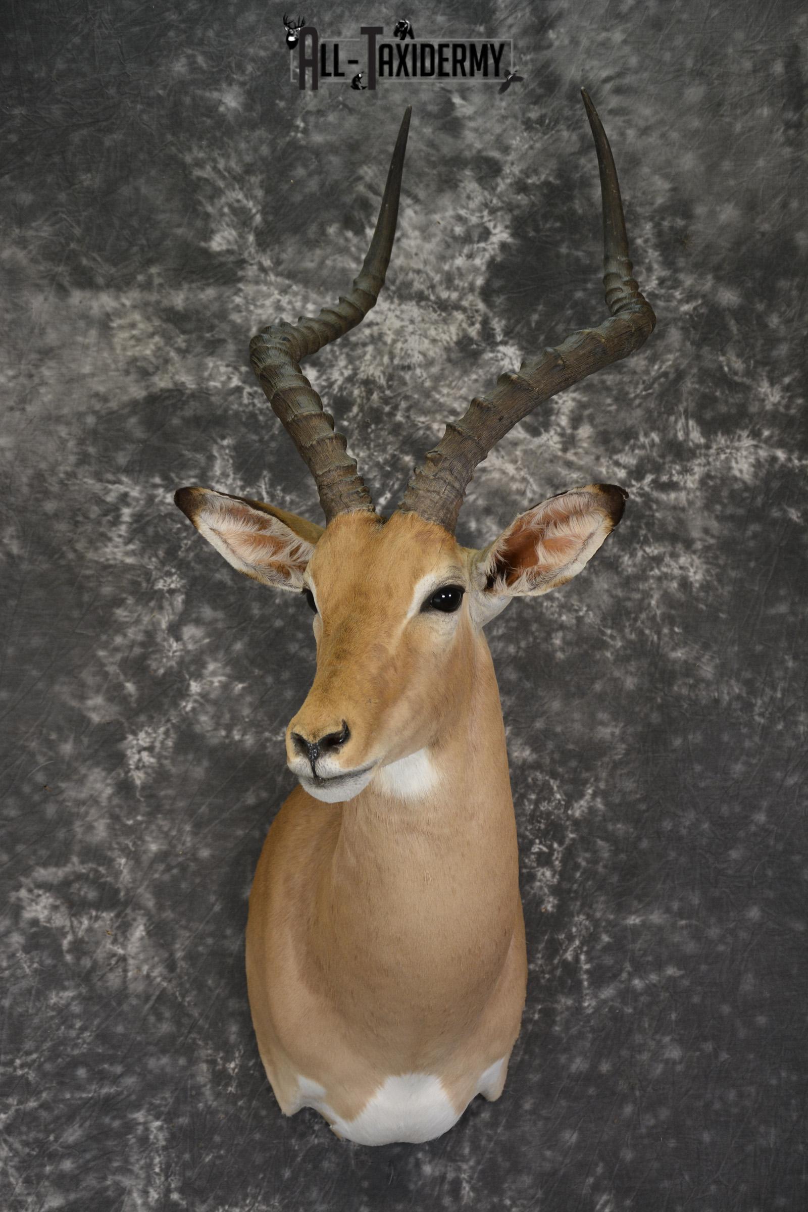 African Impala taxidermy shoulder mount for sale * SKU 2057