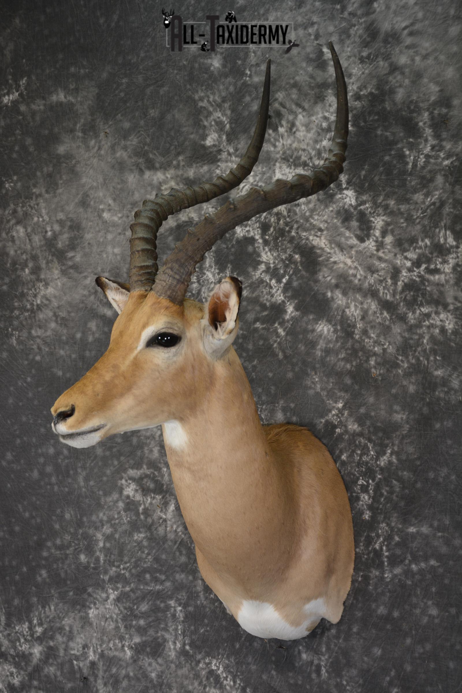 African Impala taxidermy shoulder mount for sale * SKU 2057 - Image 8