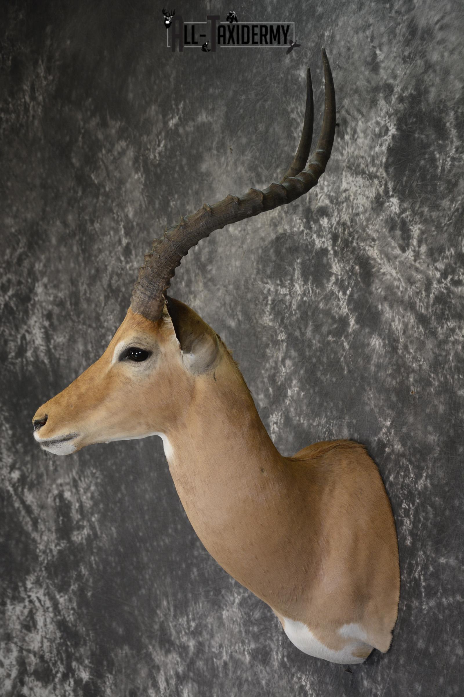 African Impala taxidermy shoulder mount for sale * SKU 2057 - Image 7