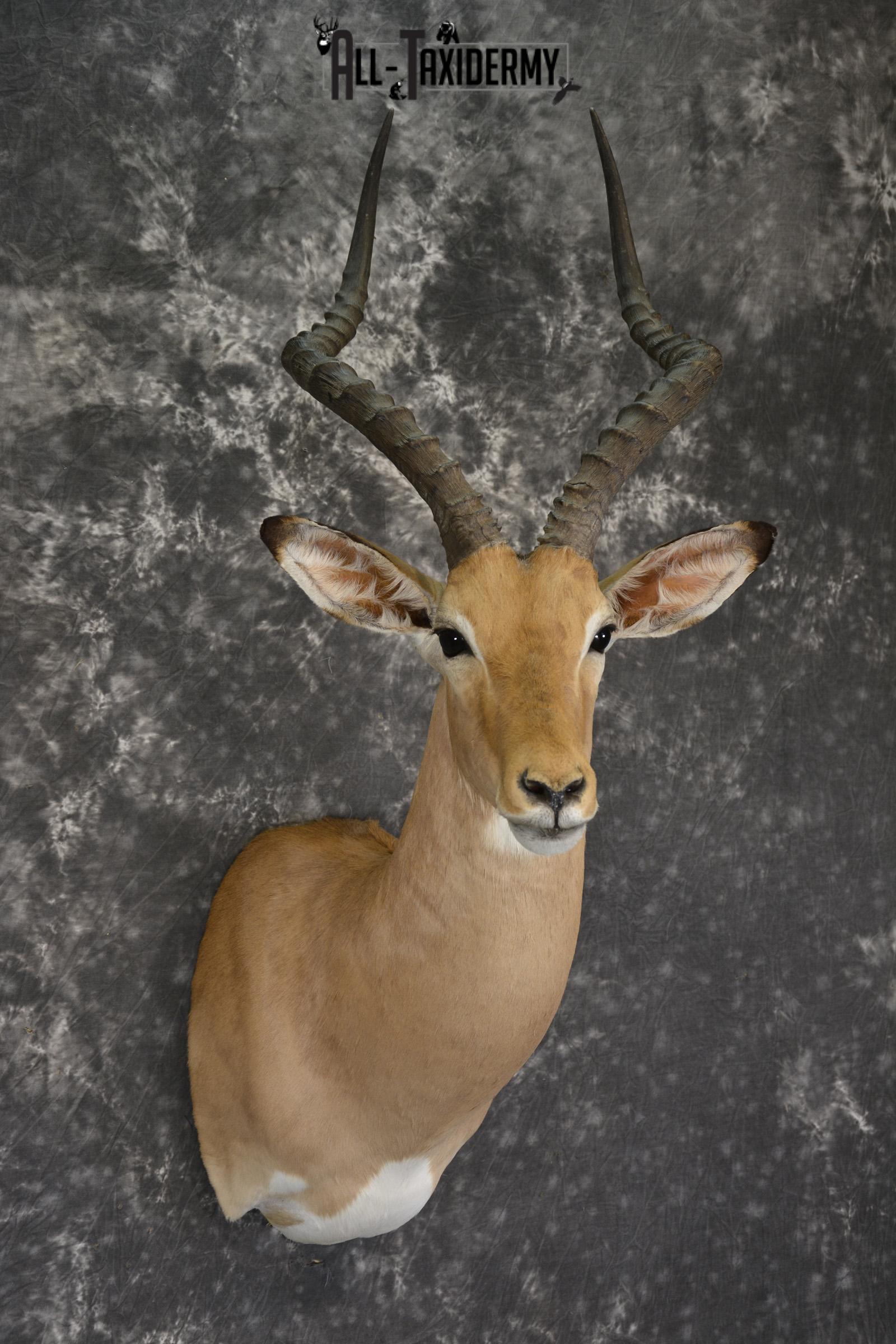 African Impala taxidermy shoulder mount for sale * SKU 2057 - Image 6