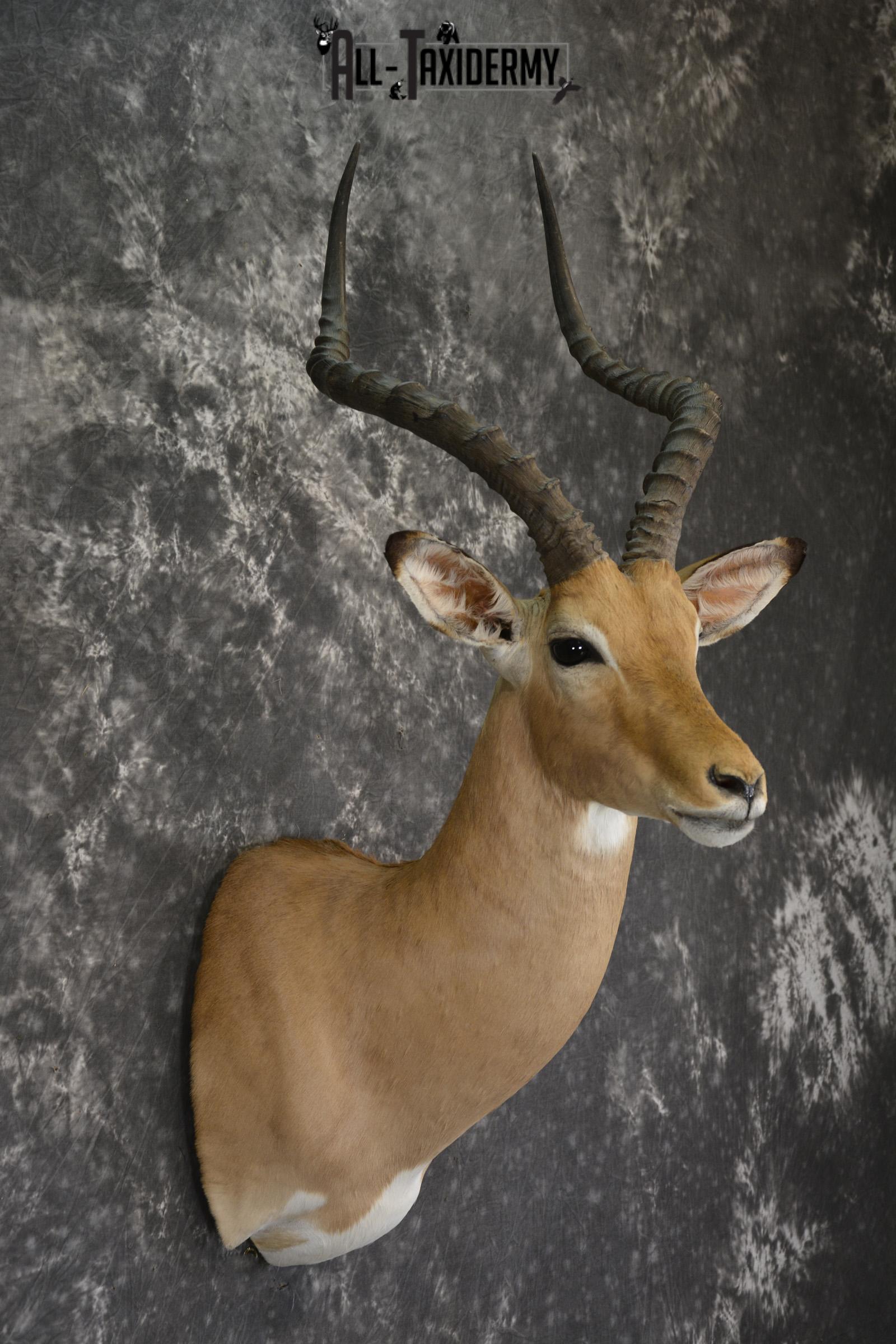 African Impala taxidermy shoulder mount for sale * SKU 2057 - Image 5