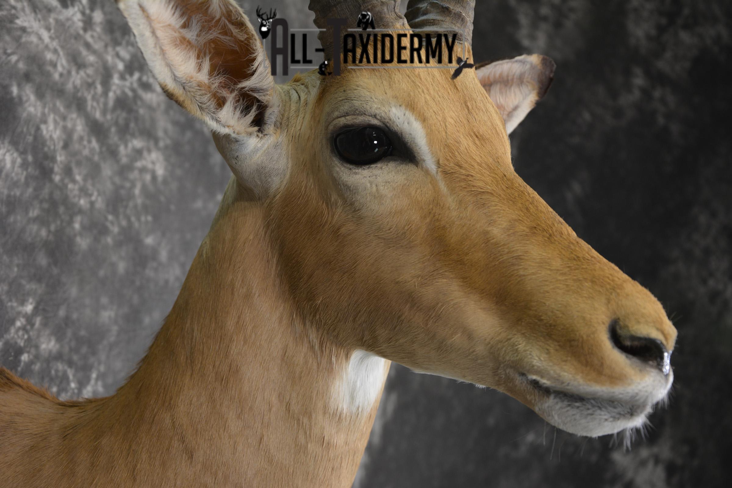 African Impala taxidermy shoulder mount for sale * SKU 2057 - Image 4