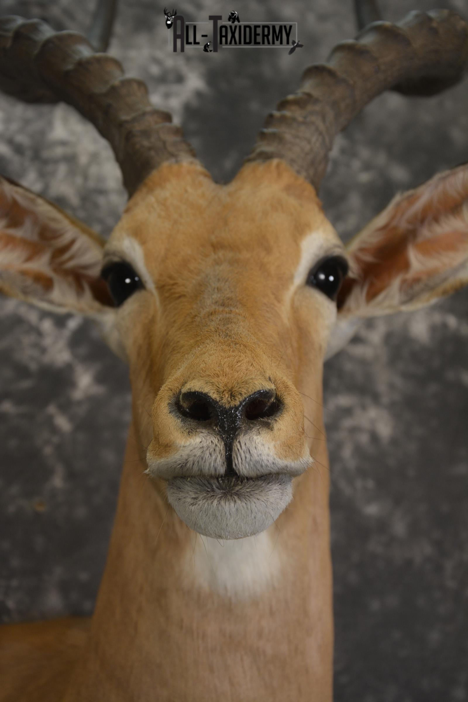 African Impala taxidermy shoulder mount for sale * SKU 2057 - Image 2