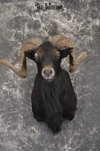 Black Hawaiian Sheep shoulder mount for sale * SKU 2036