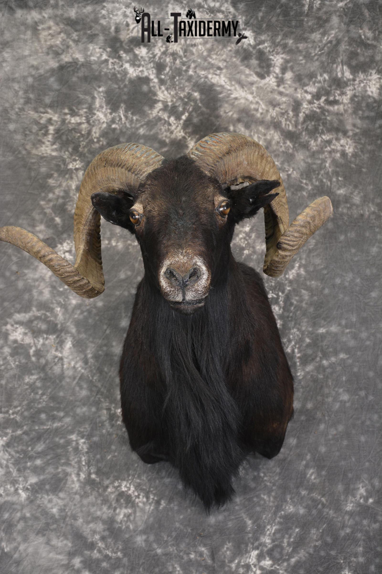 Black Hawaiian Sheep shoulder mount for sale * SKU 2036