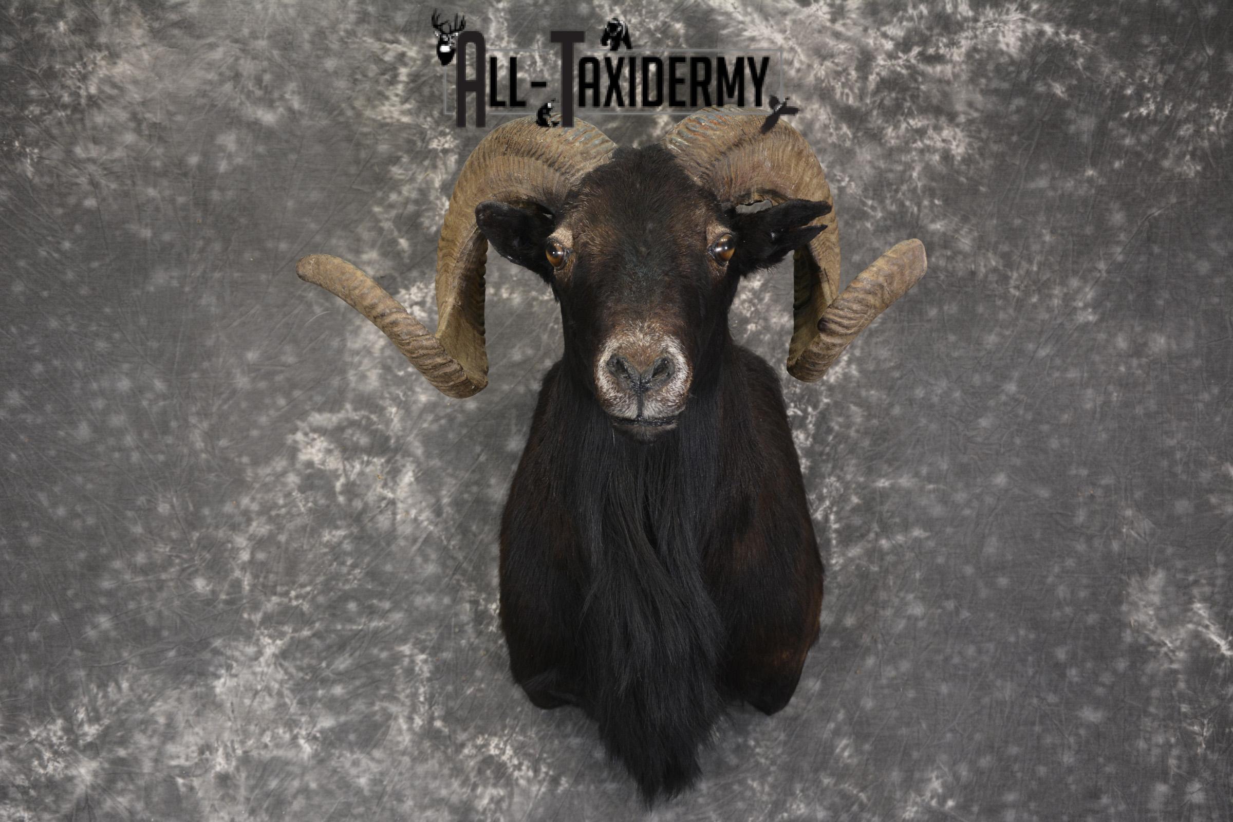 Black Hawaiian Sheep shoulder mount for sale * SKU 2036 - Image 6