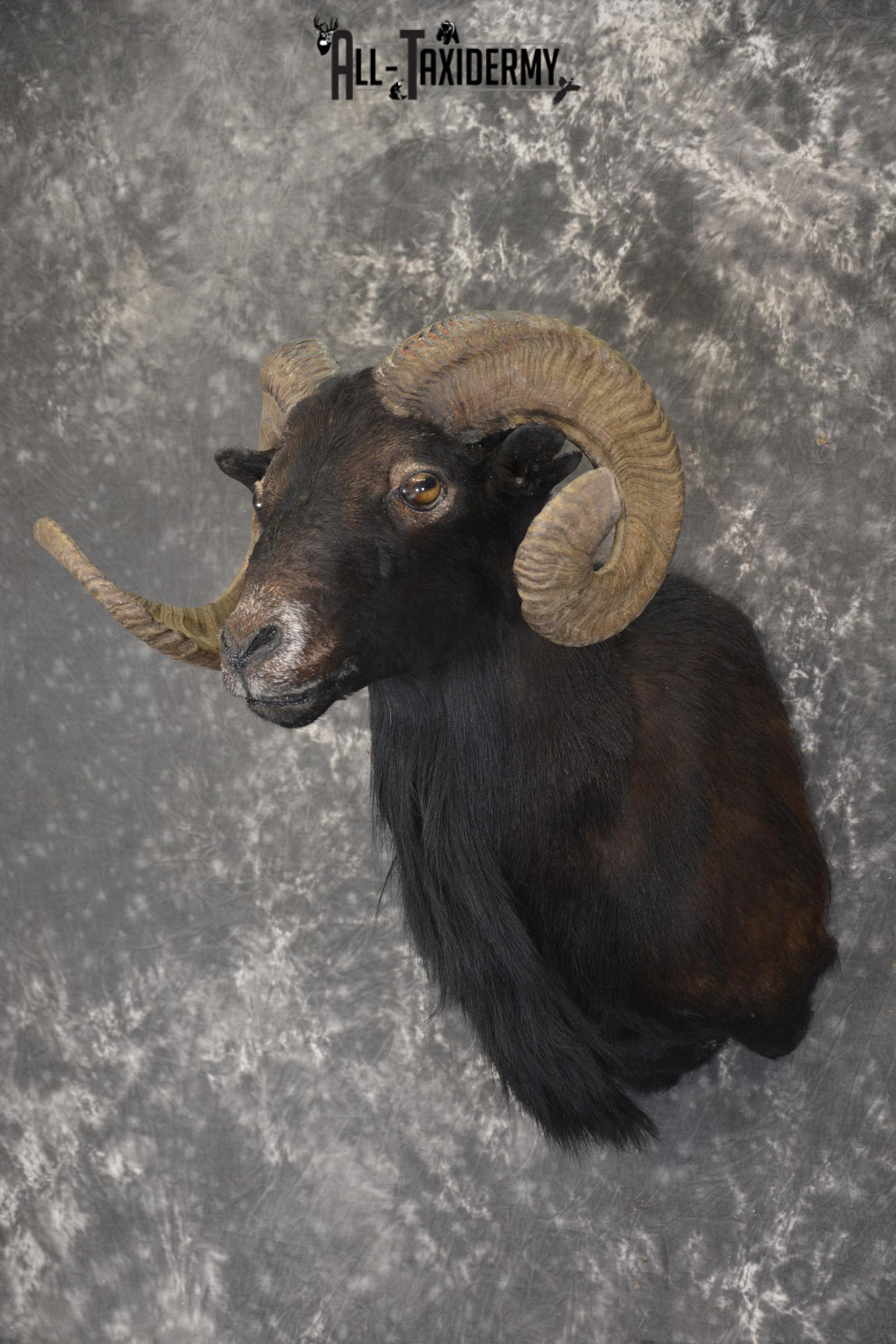 Black Hawaiian Sheep shoulder mount for sale * SKU 2036 - Image 5