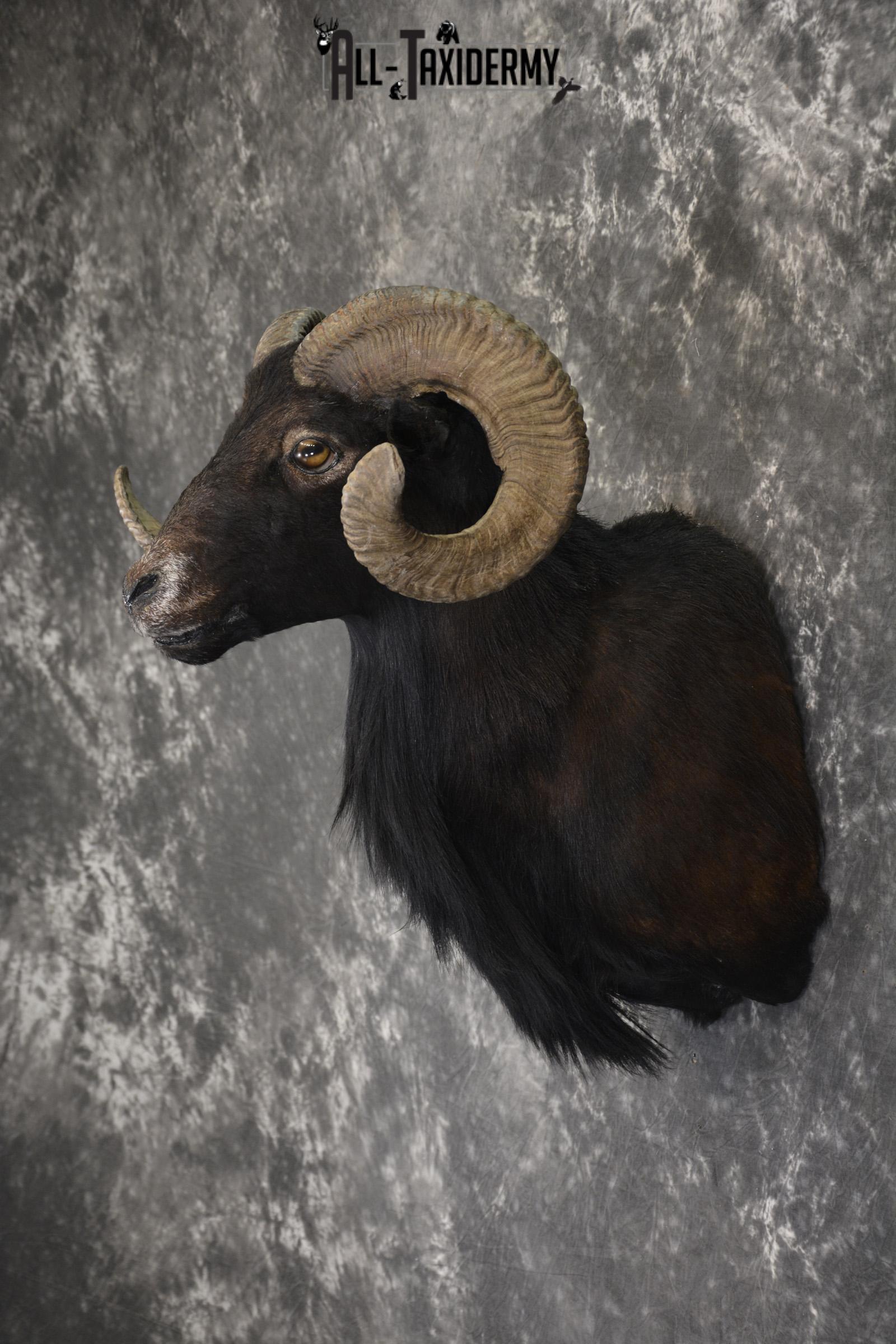 Black Hawaiian Sheep shoulder mount for sale * SKU 2036 - Image 4