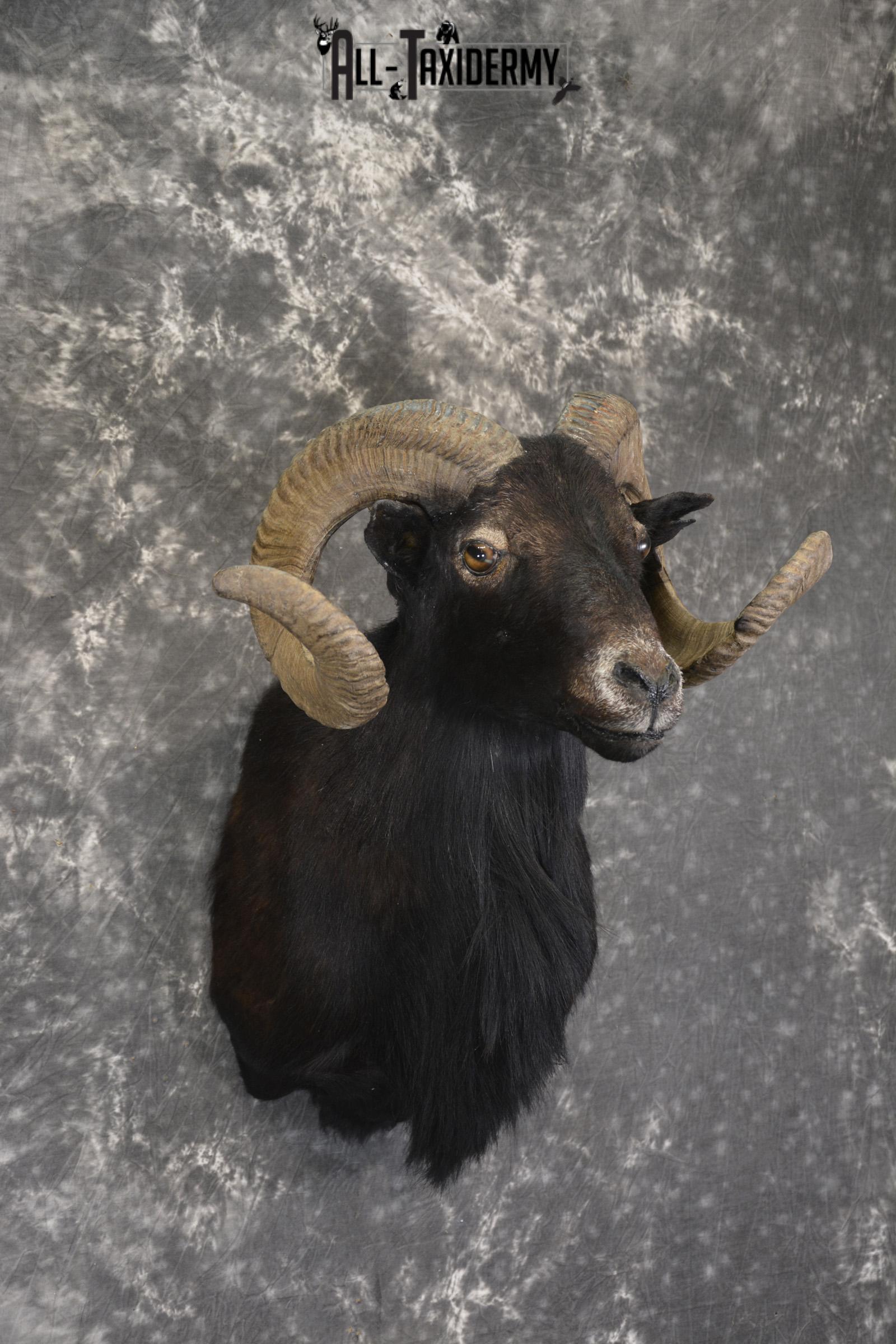 Black Hawaiian Sheep shoulder mount for sale * SKU 2036 - Image 3