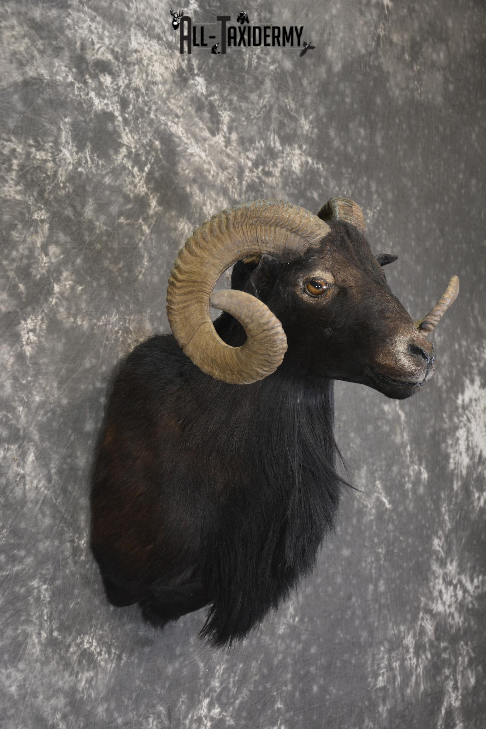 Black Hawaiian Sheep shoulder mount for sale * SKU 2036 - Image 2