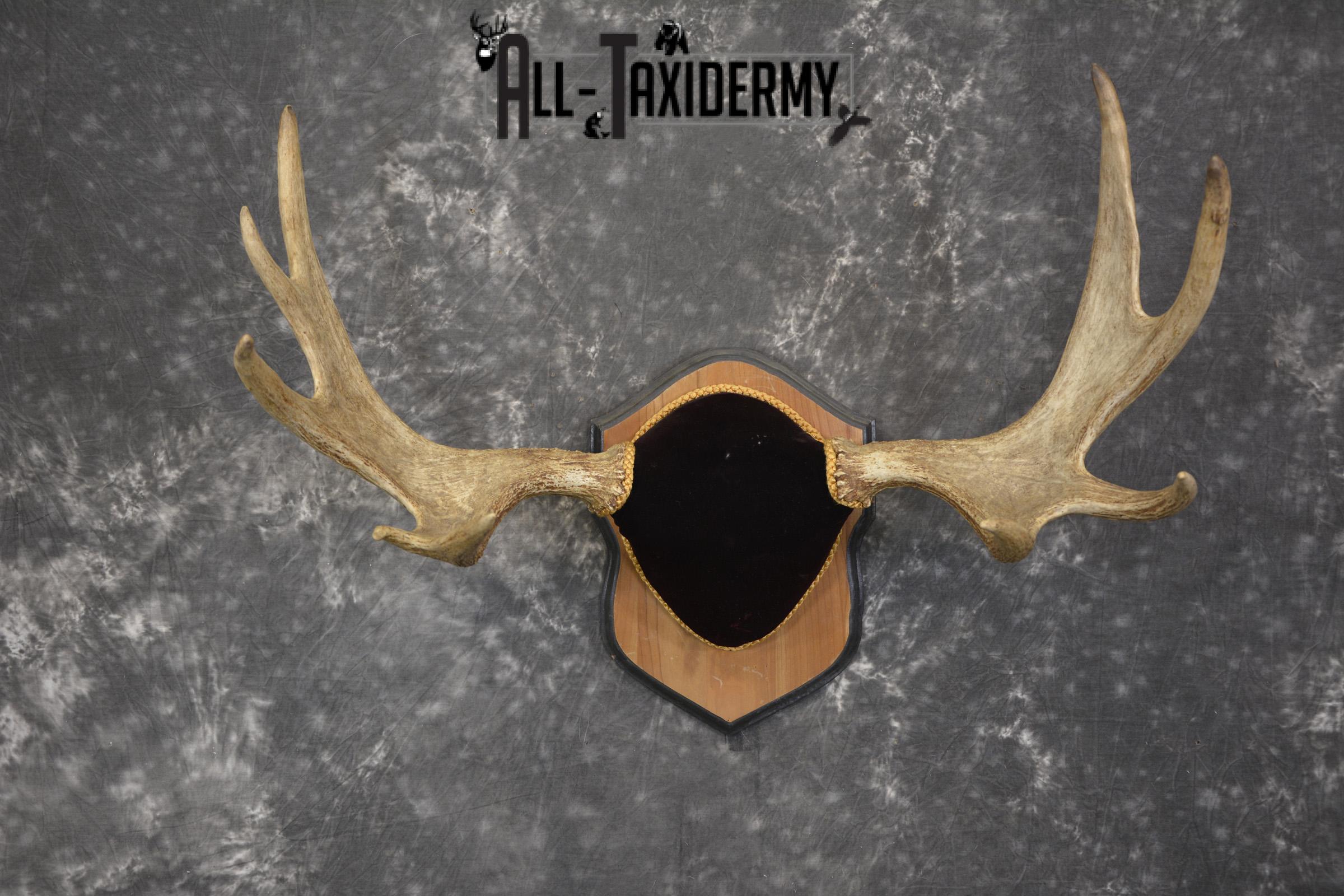 Canadian Moose antler plaque taxidermy for sale * SKU 2035 - Image 6