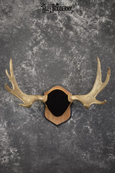 Canadian Moose antler plaque taxidermy for sale * SKU 2035