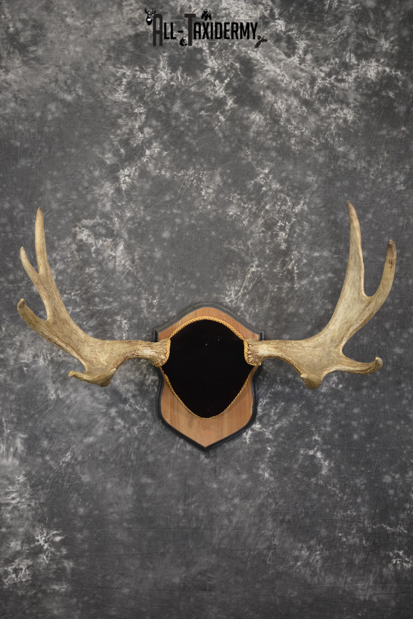 Canadian Moose antler plaque taxidermy for sale * SKU 2035