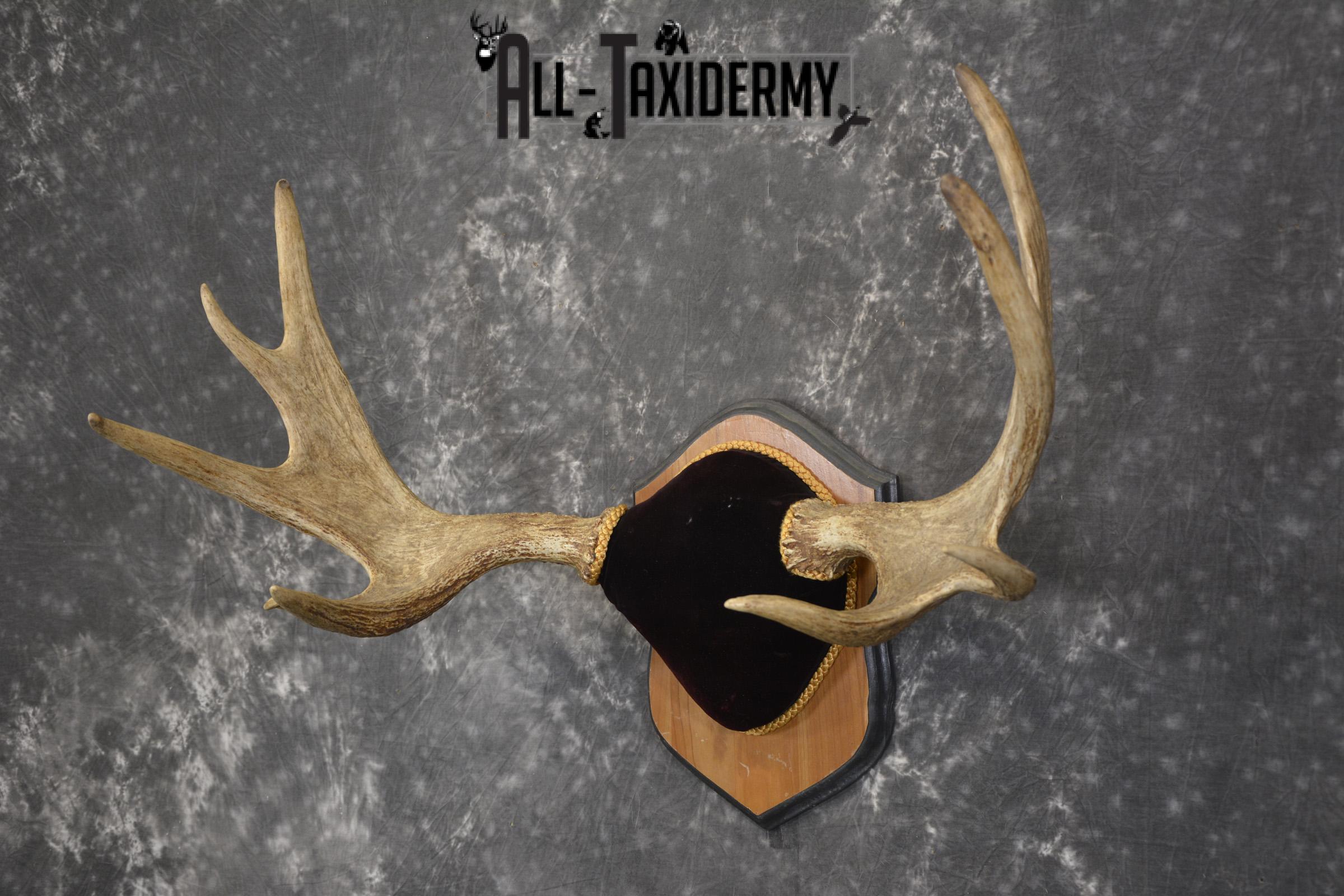 Canadian Moose antler plaque taxidermy for sale * SKU 2035 - Image 5