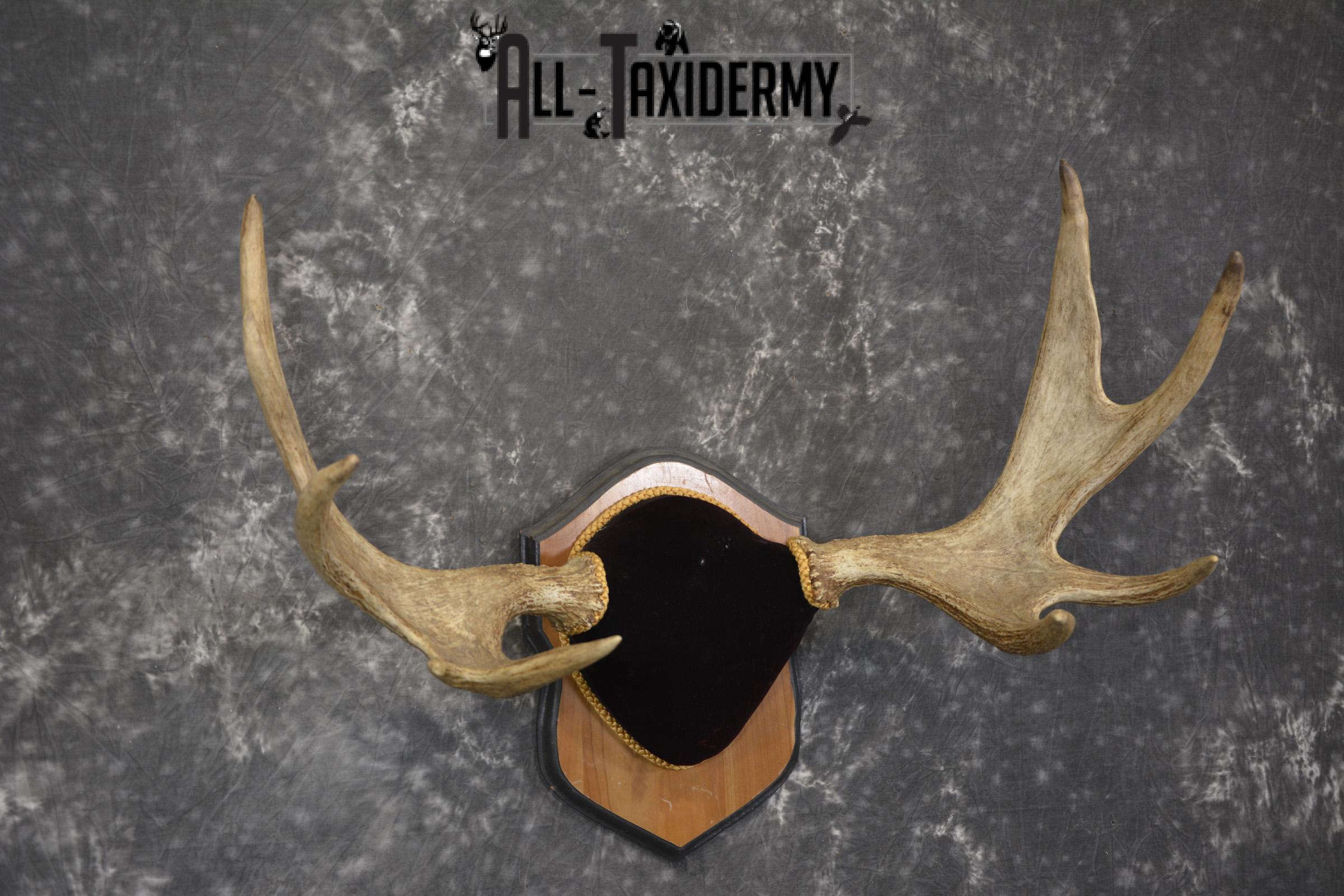 Canadian Moose antler plaque taxidermy for sale * SKU 2035 - Image 4