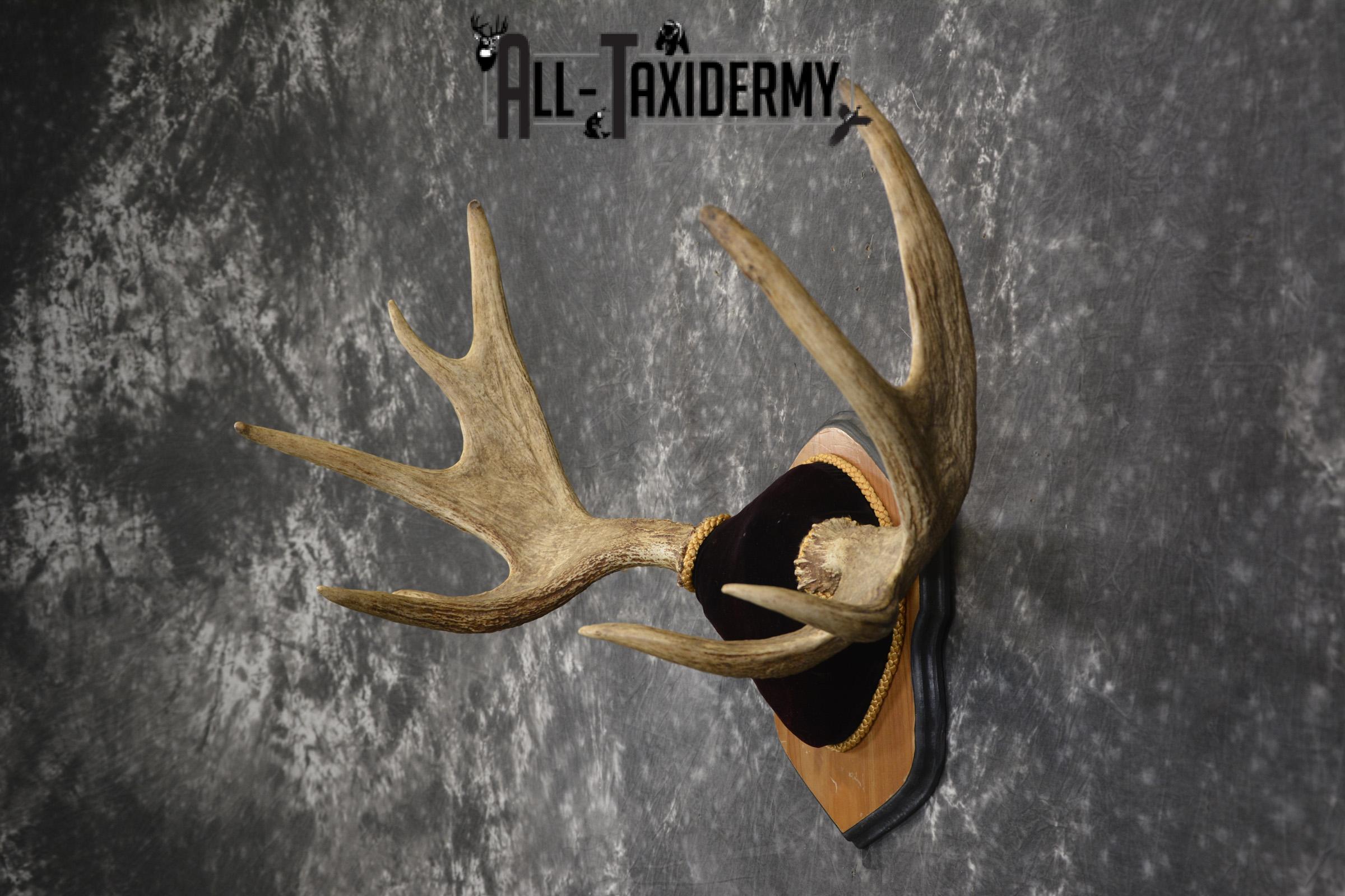 Canadian Moose antler plaque taxidermy for sale * SKU 2035 - Image 3