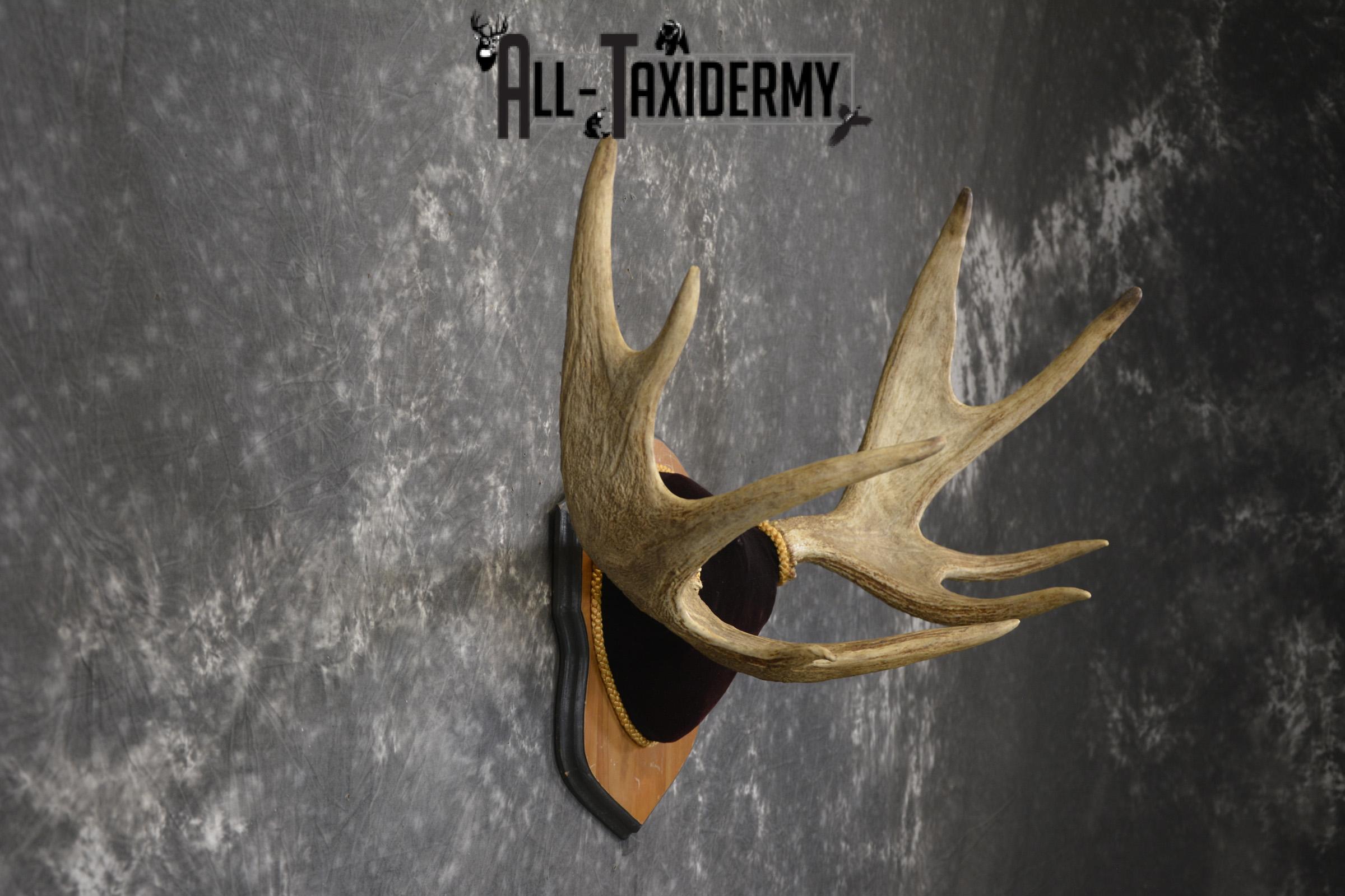 Canadian Moose antler plaque taxidermy for sale * SKU 2035 - Image 2