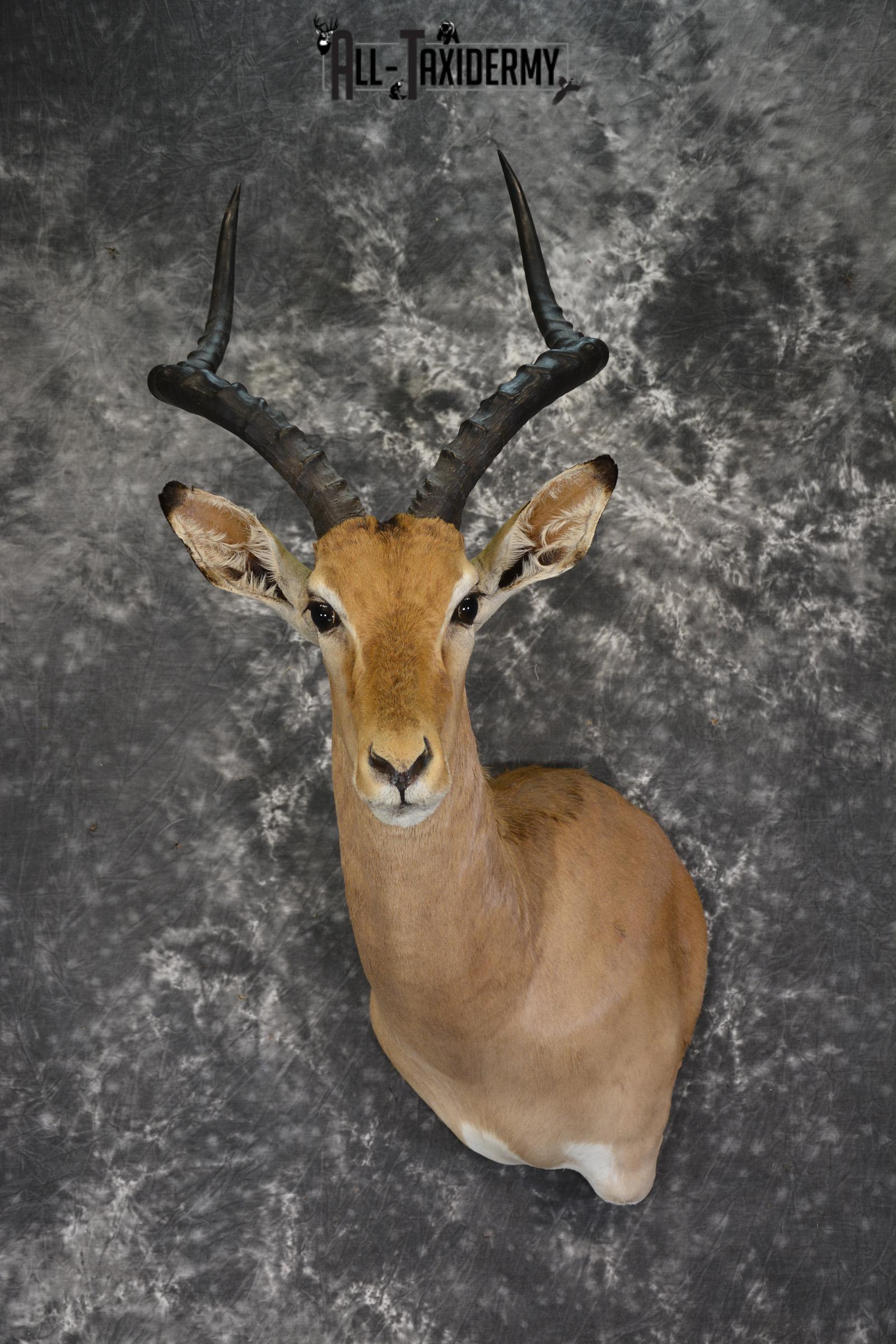 African Impala taxidermy shoulder mount for sale * SKU 2015