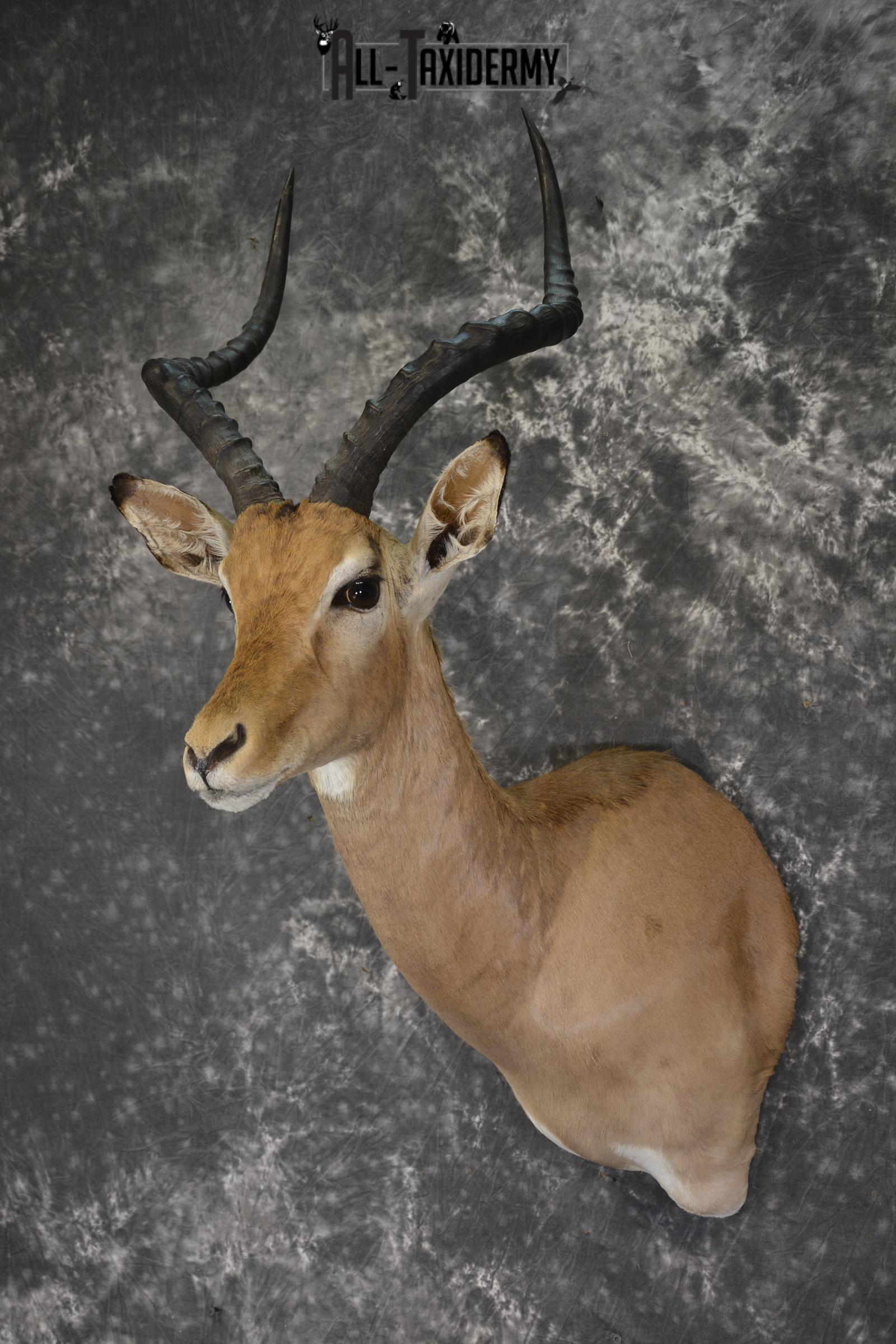 African Impala taxidermy shoulder mount for sale * SKU 2015 - Image 5