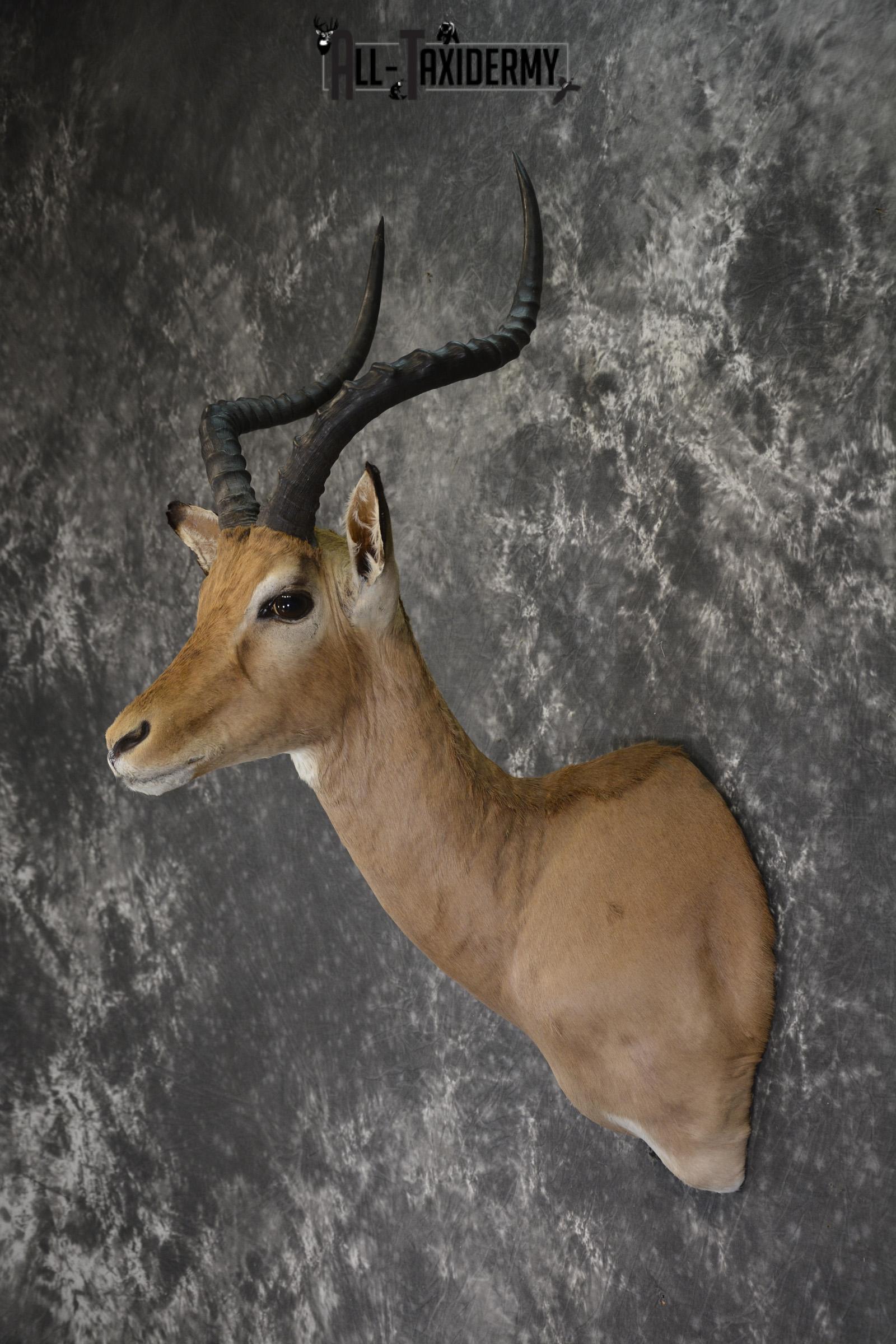 African Impala taxidermy shoulder mount for sale * SKU 2015 - Image 4