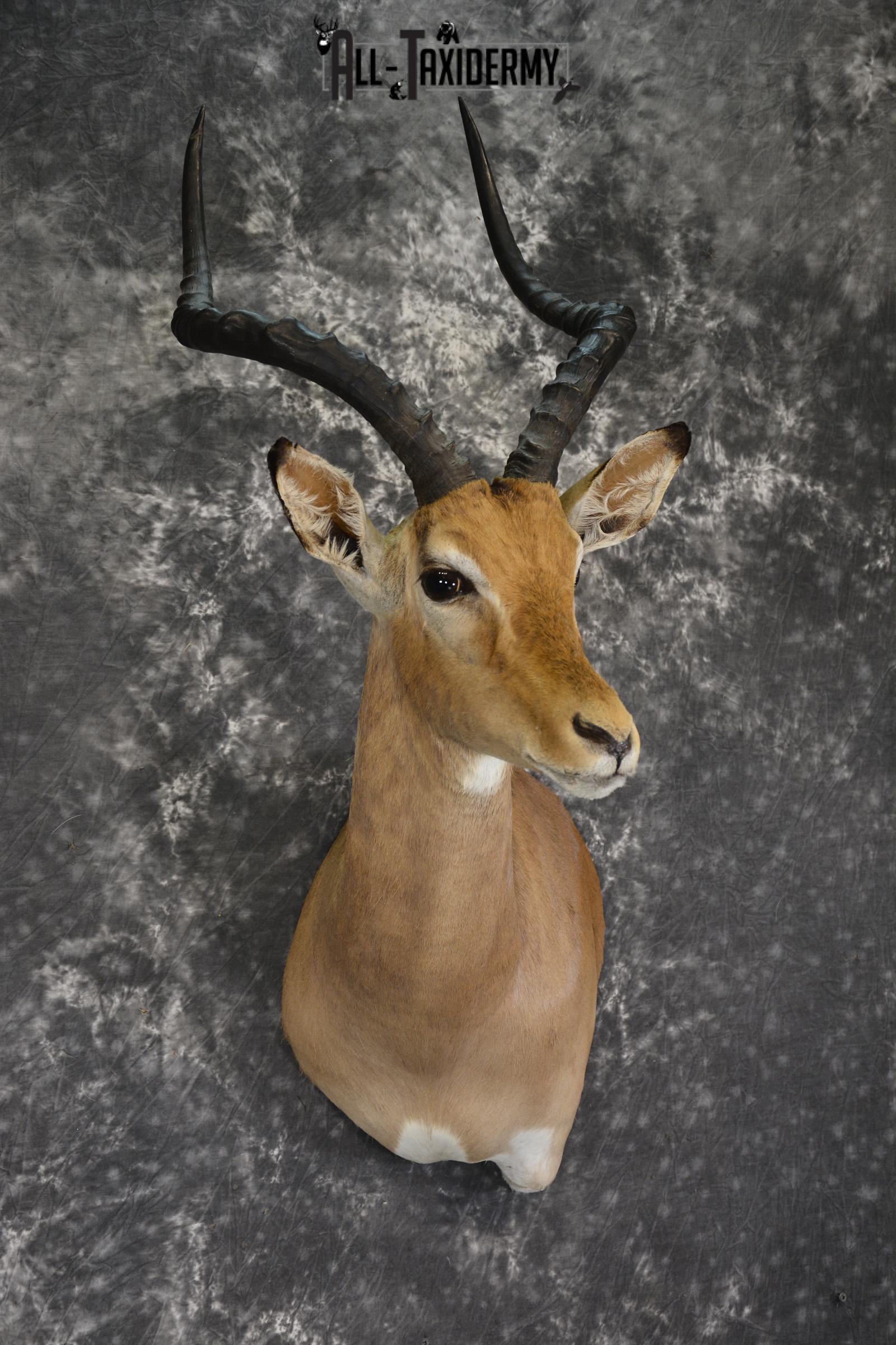 African Impala taxidermy shoulder mount for sale * SKU 2015 - Image 3