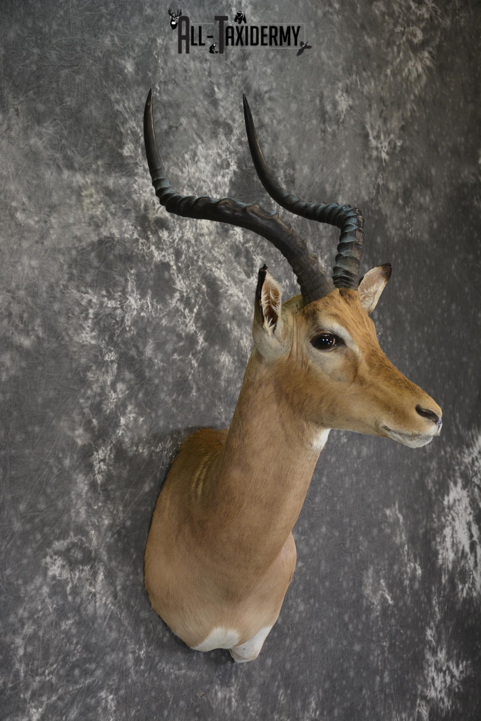 African Impala taxidermy shoulder mount for sale * SKU 2015 - Image 2