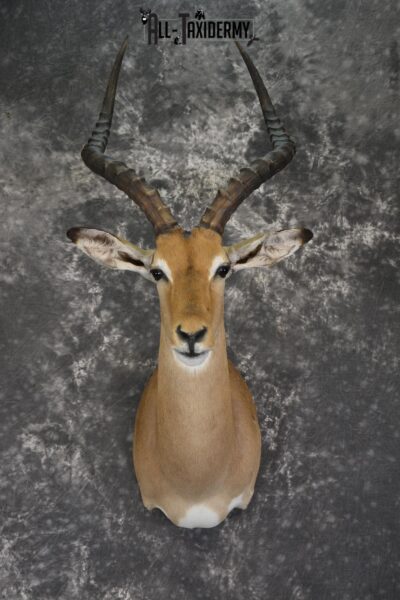 African Impala Taxidermy Shoulder mount for sale * SKU 2013