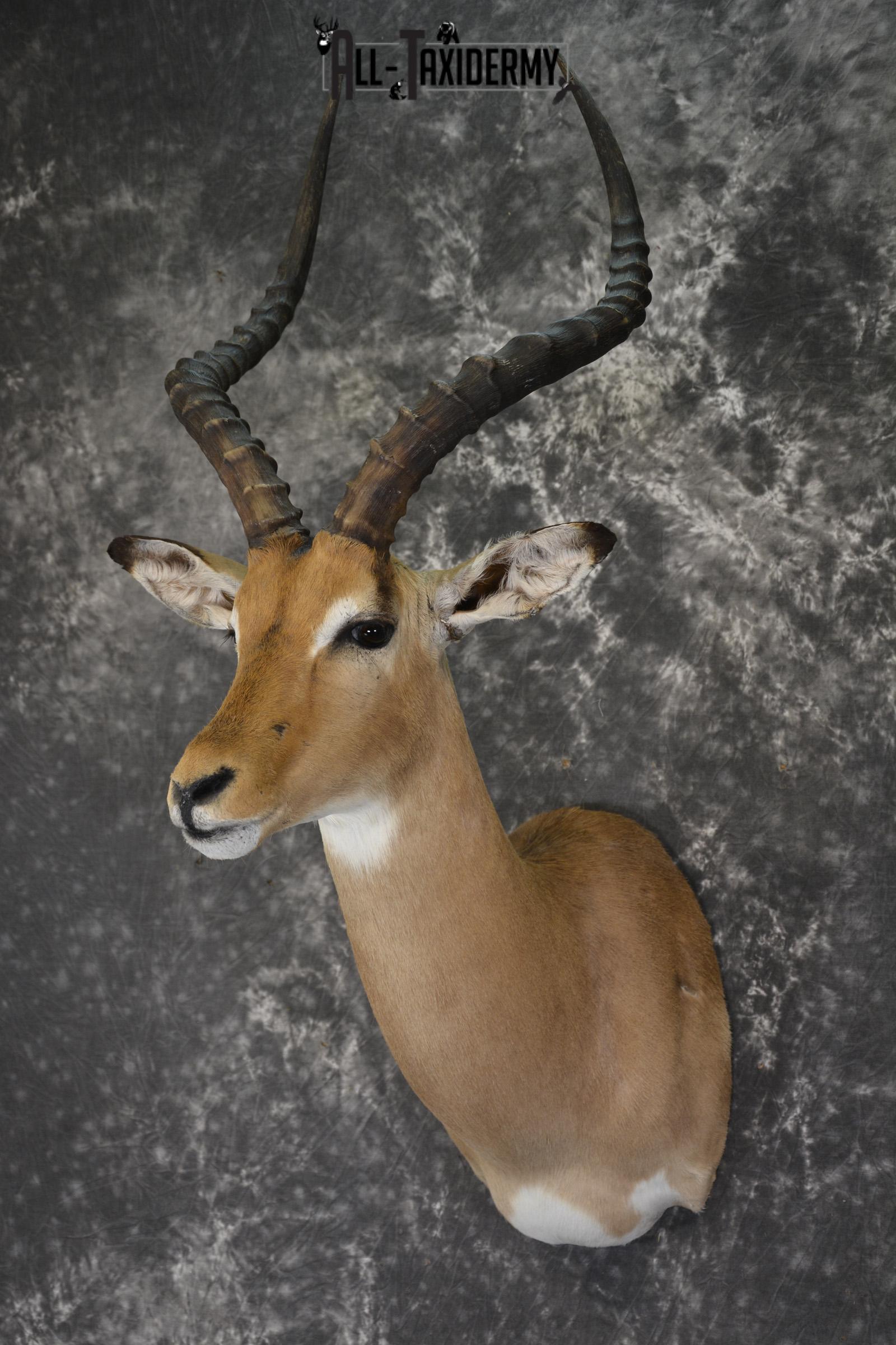 African Impala Taxidermy Shoulder mount for sale * SKU 2013 - Image 5