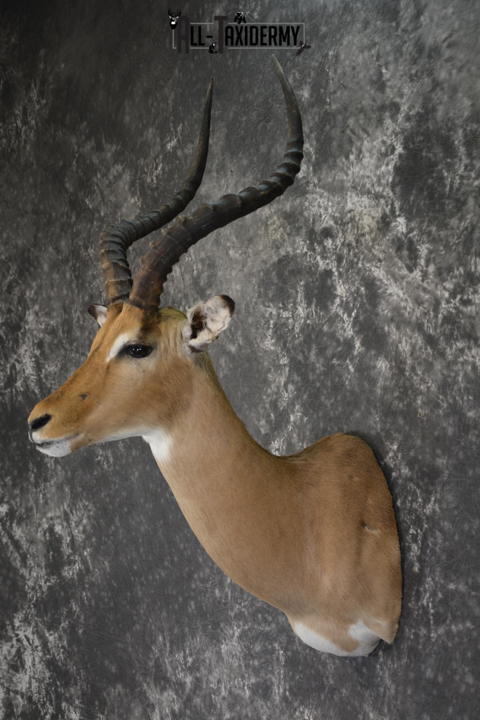 African Impala Taxidermy Shoulder mount for sale * SKU 2013 - Image 4