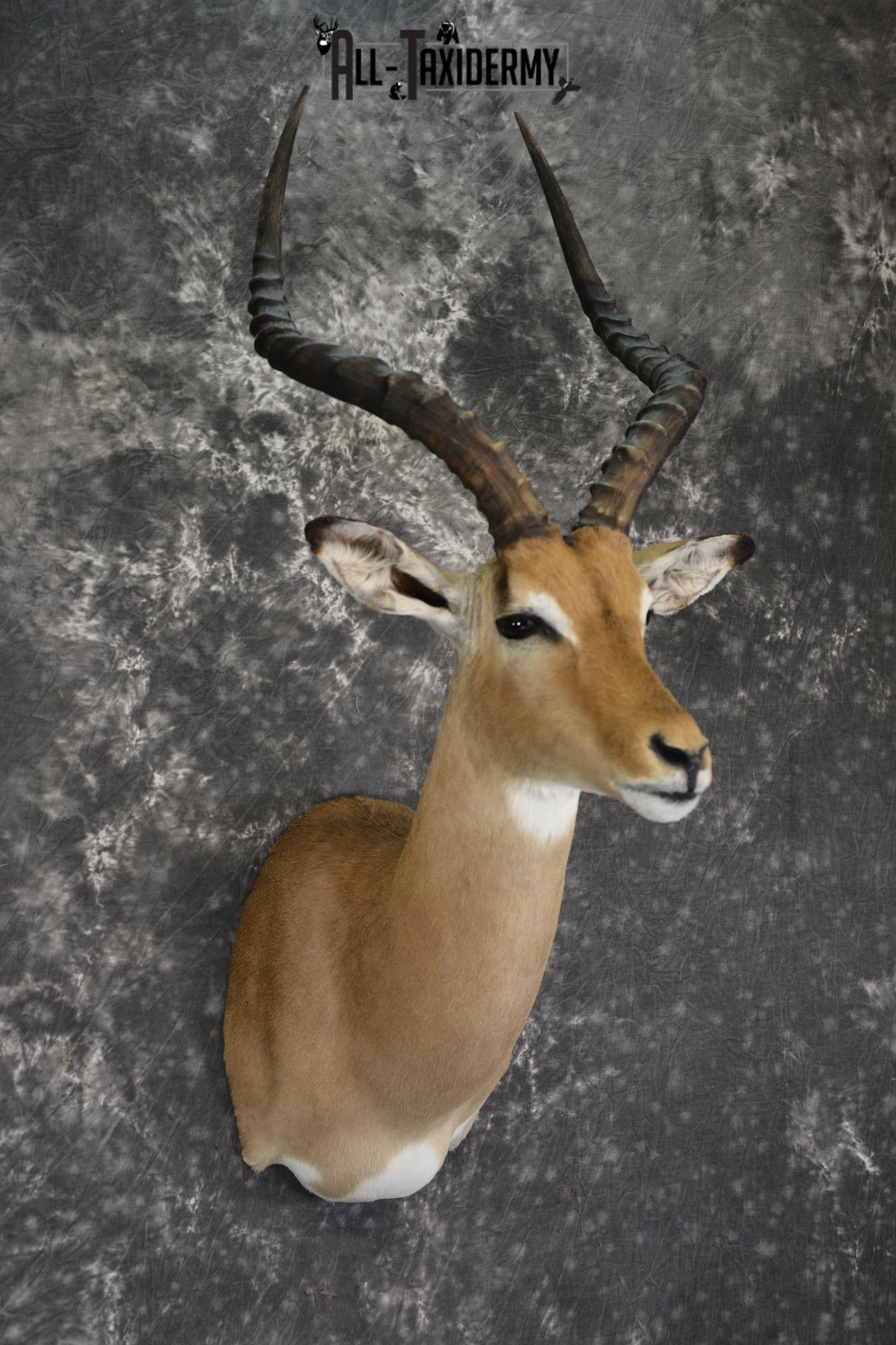 African Impala Taxidermy Shoulder mount for sale * SKU 2013 - Image 3