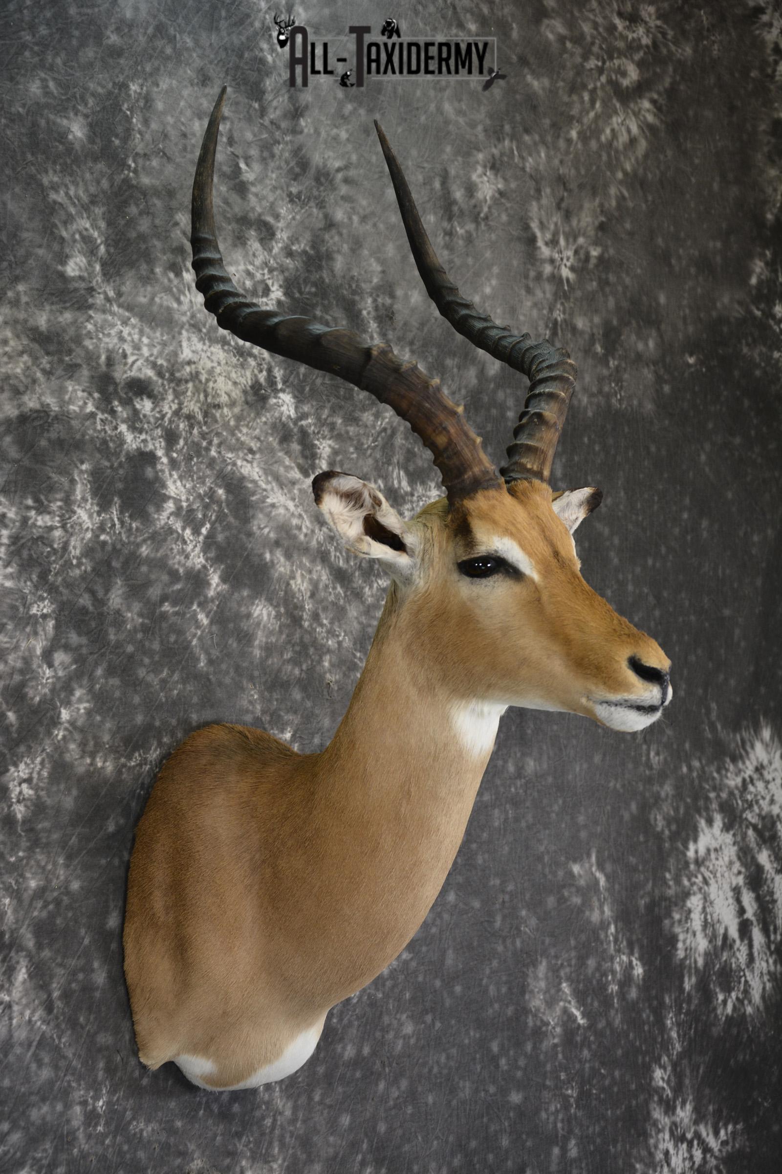 African Impala Taxidermy Shoulder mount for sale * SKU 2013 - Image 2