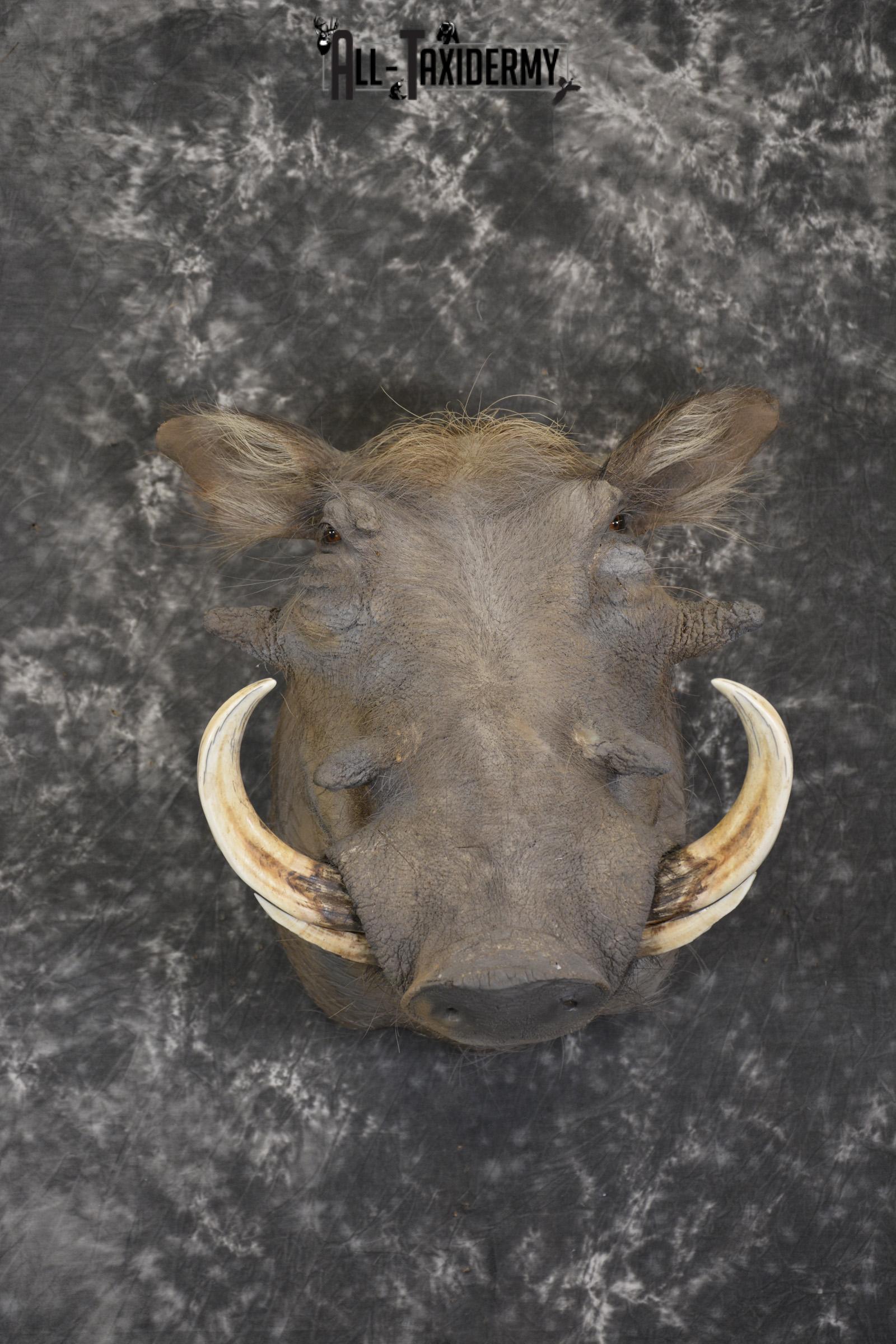 African Warthog Shoulder taxidermy mount for sale * SKU 2014